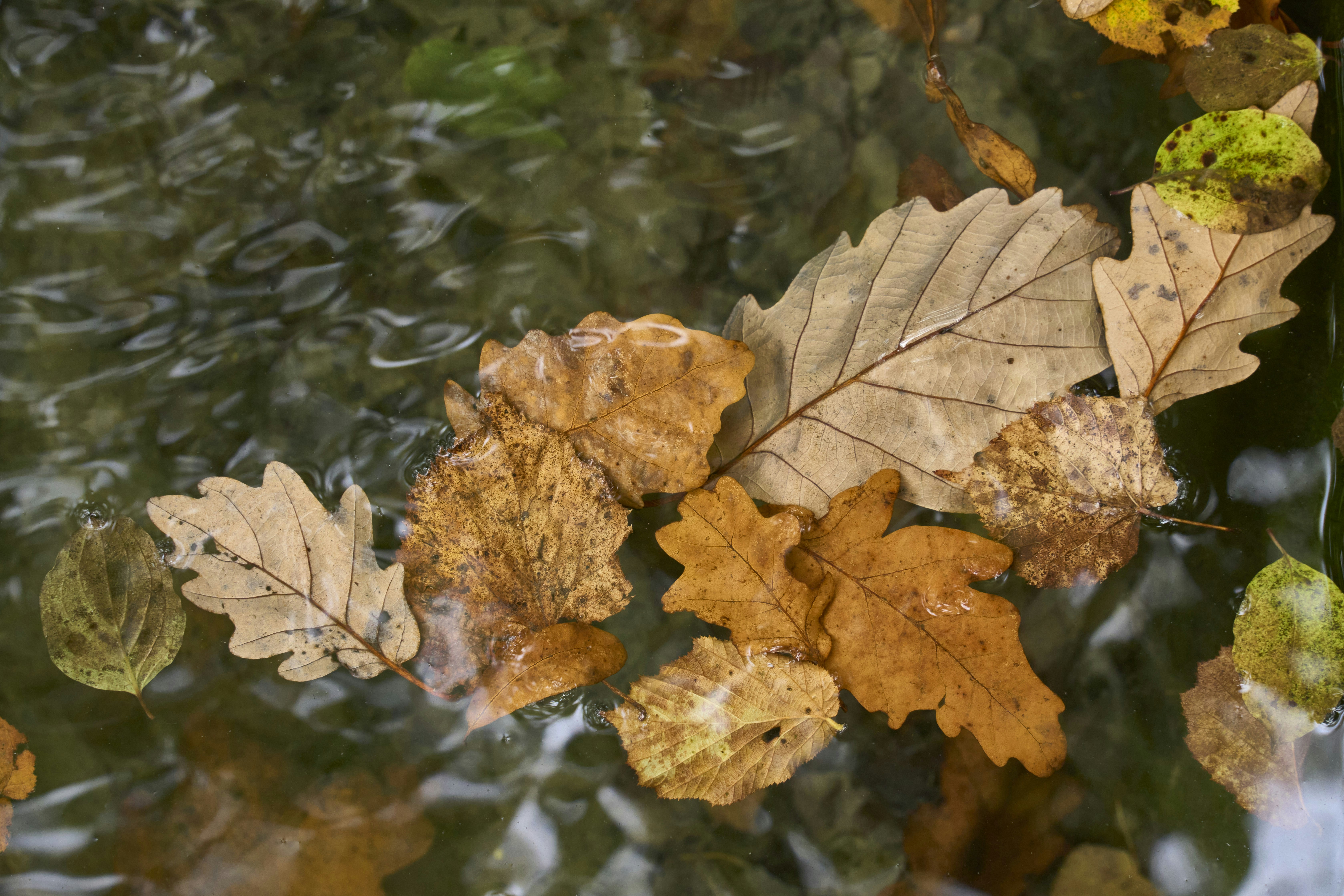 Photo by wolfgang_hasselmann