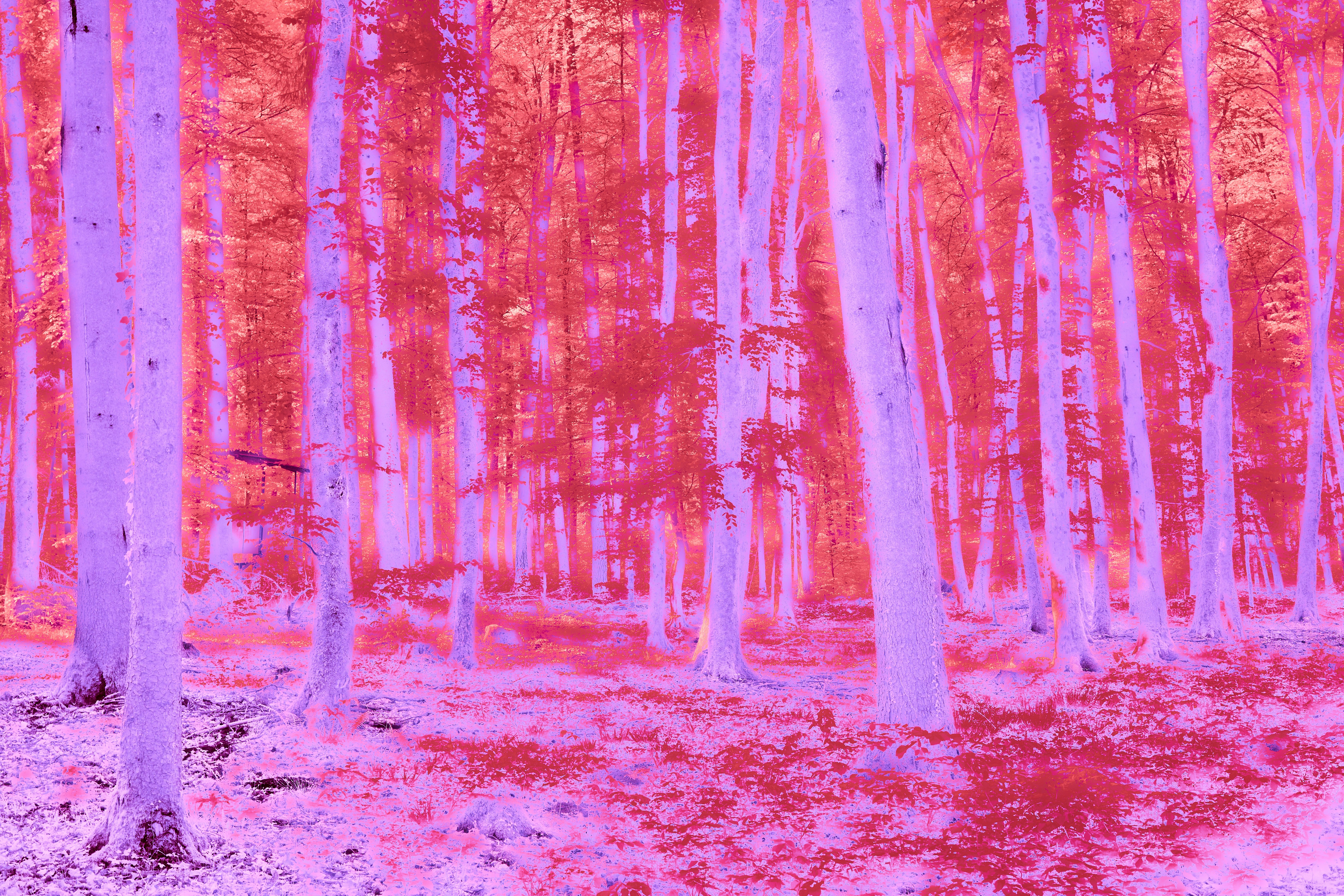 Photo by wolfgang_hasselmann