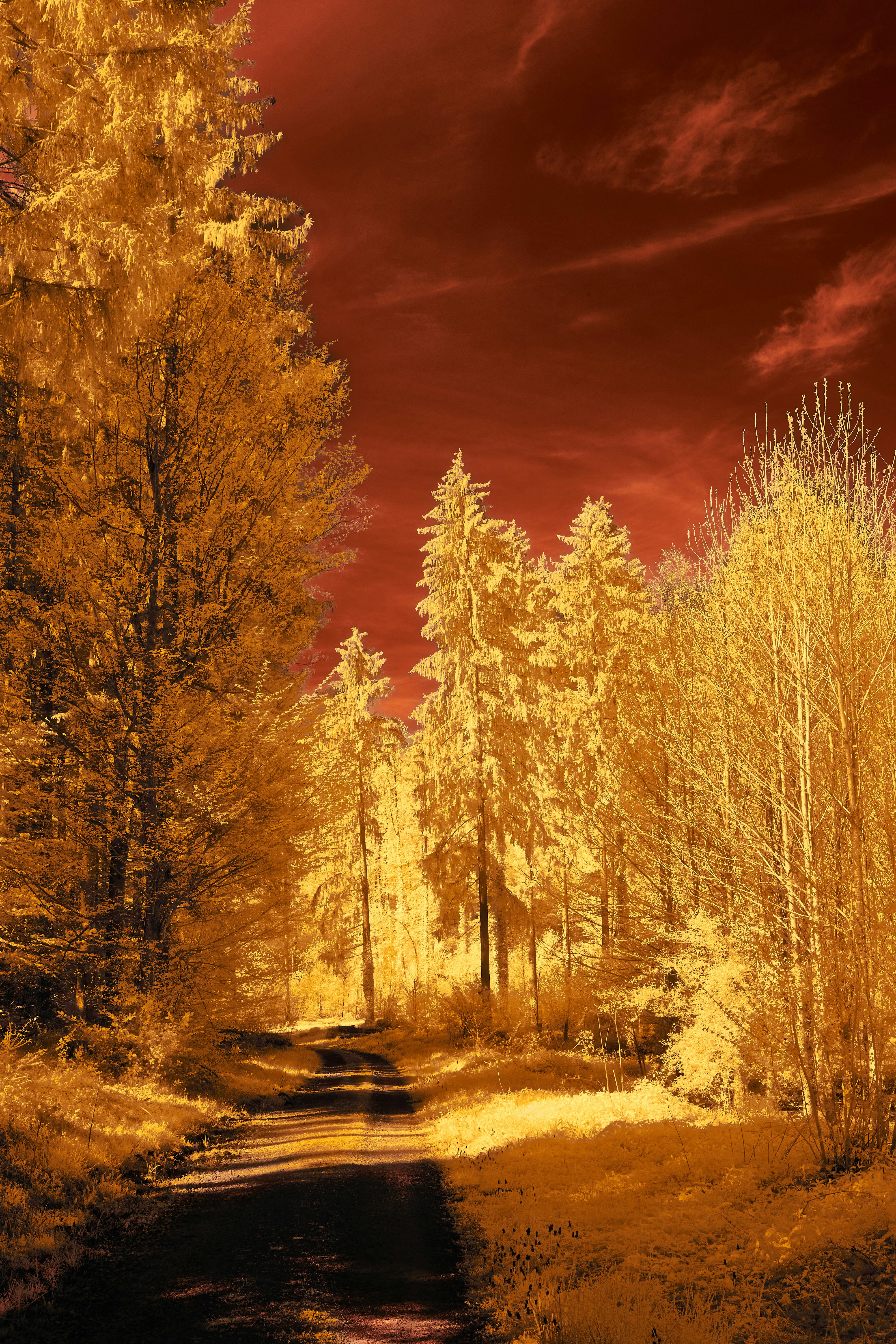 Photo by wolfgang_hasselmann