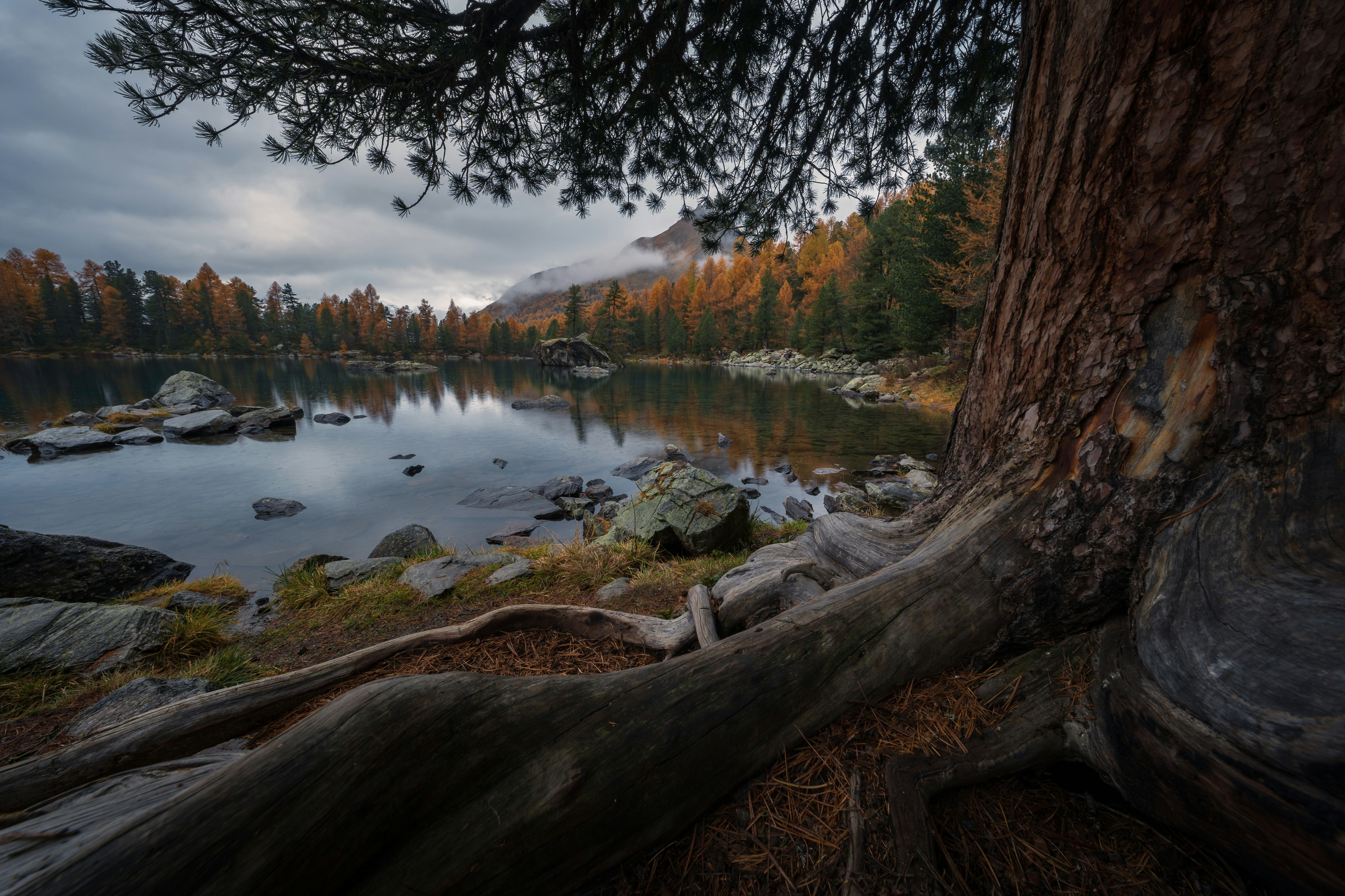 A tree that is next to a body of water, moody autumn morning