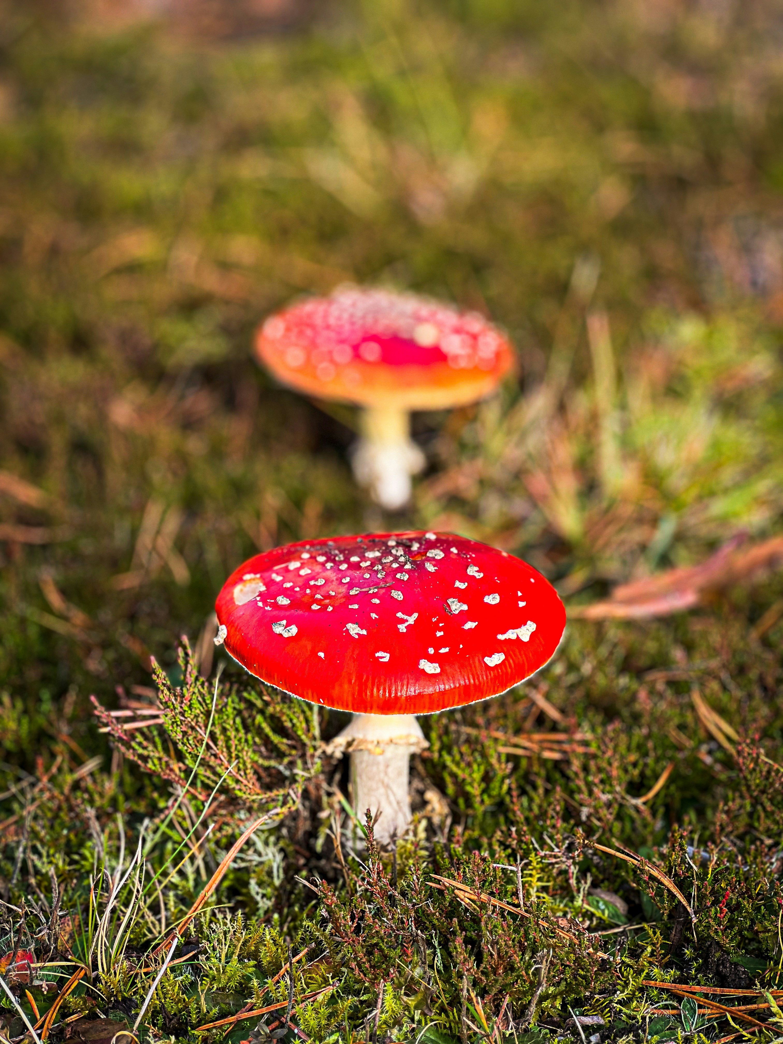 A red and white Amanita muscaria mushroom in the forest.