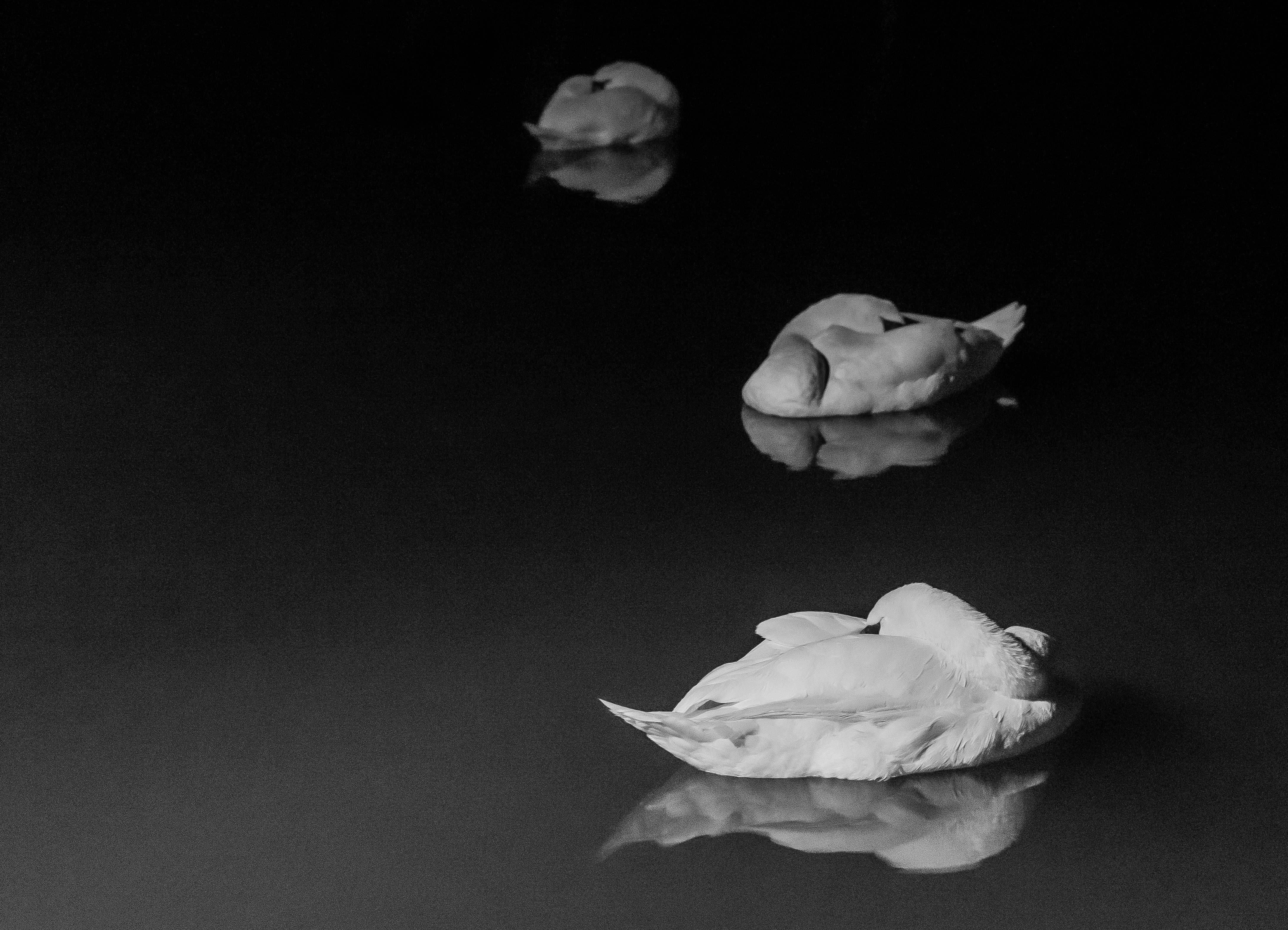 A black and white photo of a leaf floating on water