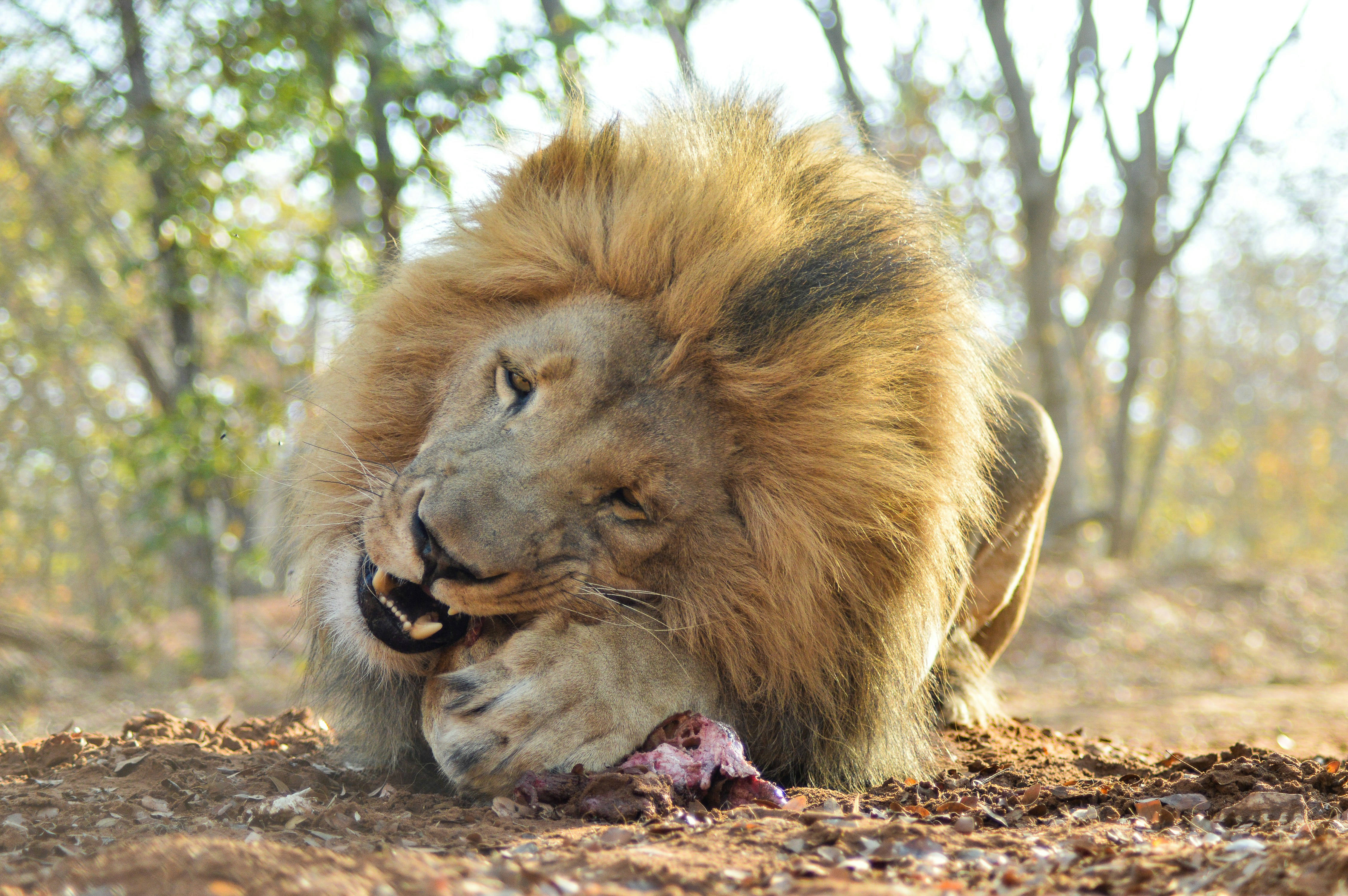 Digestive Systems That Processed Entire Carcasses Efficiently (image credits: unsplash)