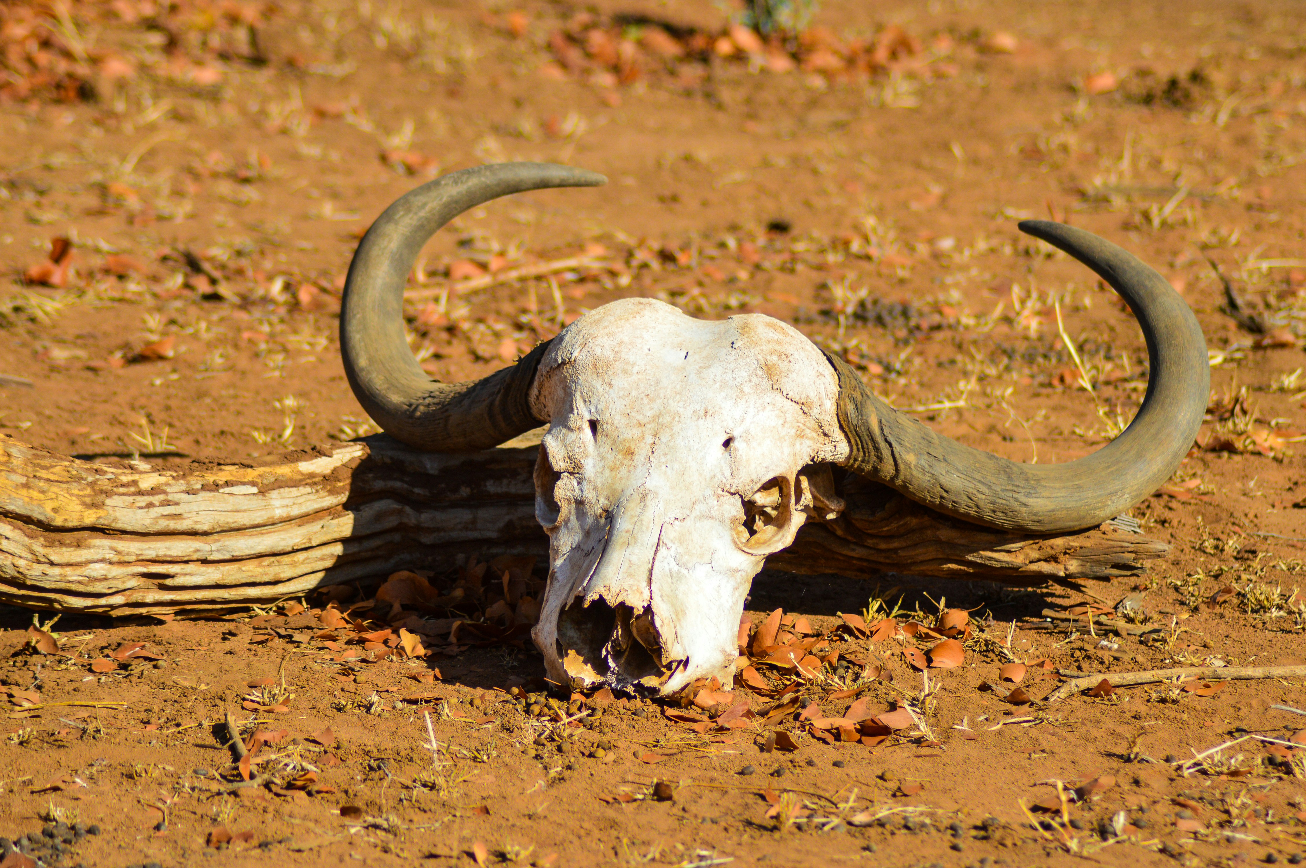 An animal with long horns laying on the ground