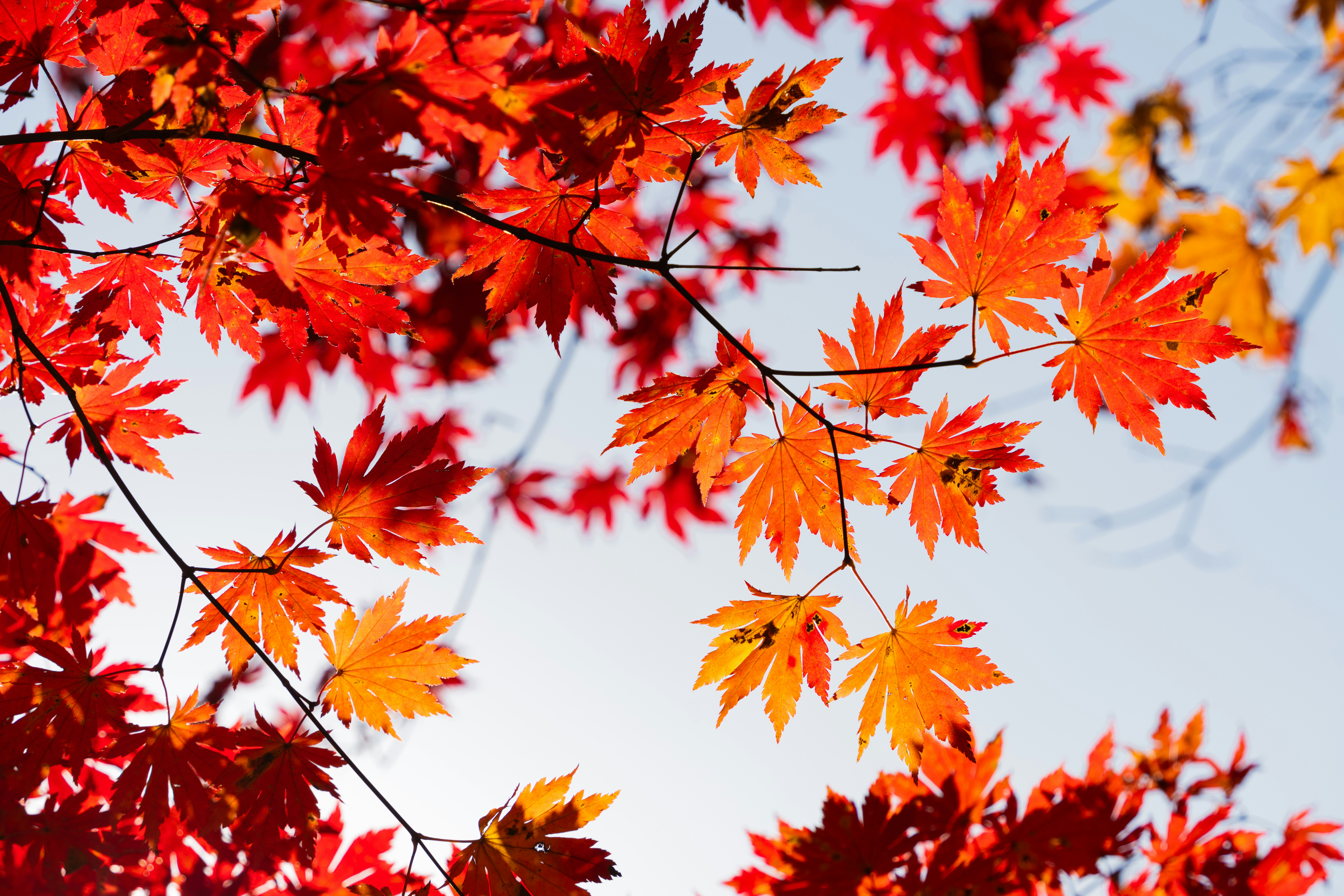 Photo by hattrick1996