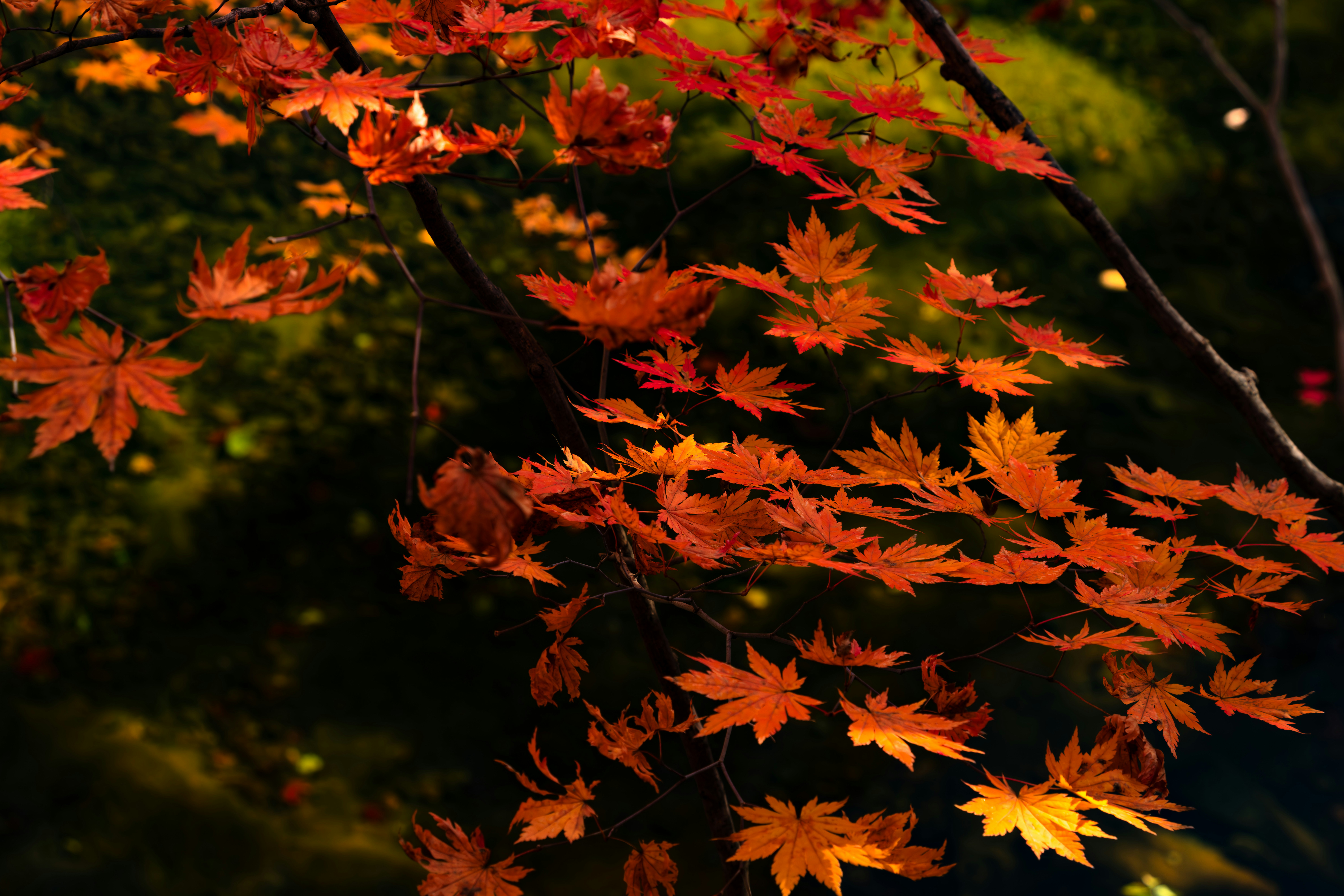 Photo by hattrick1996