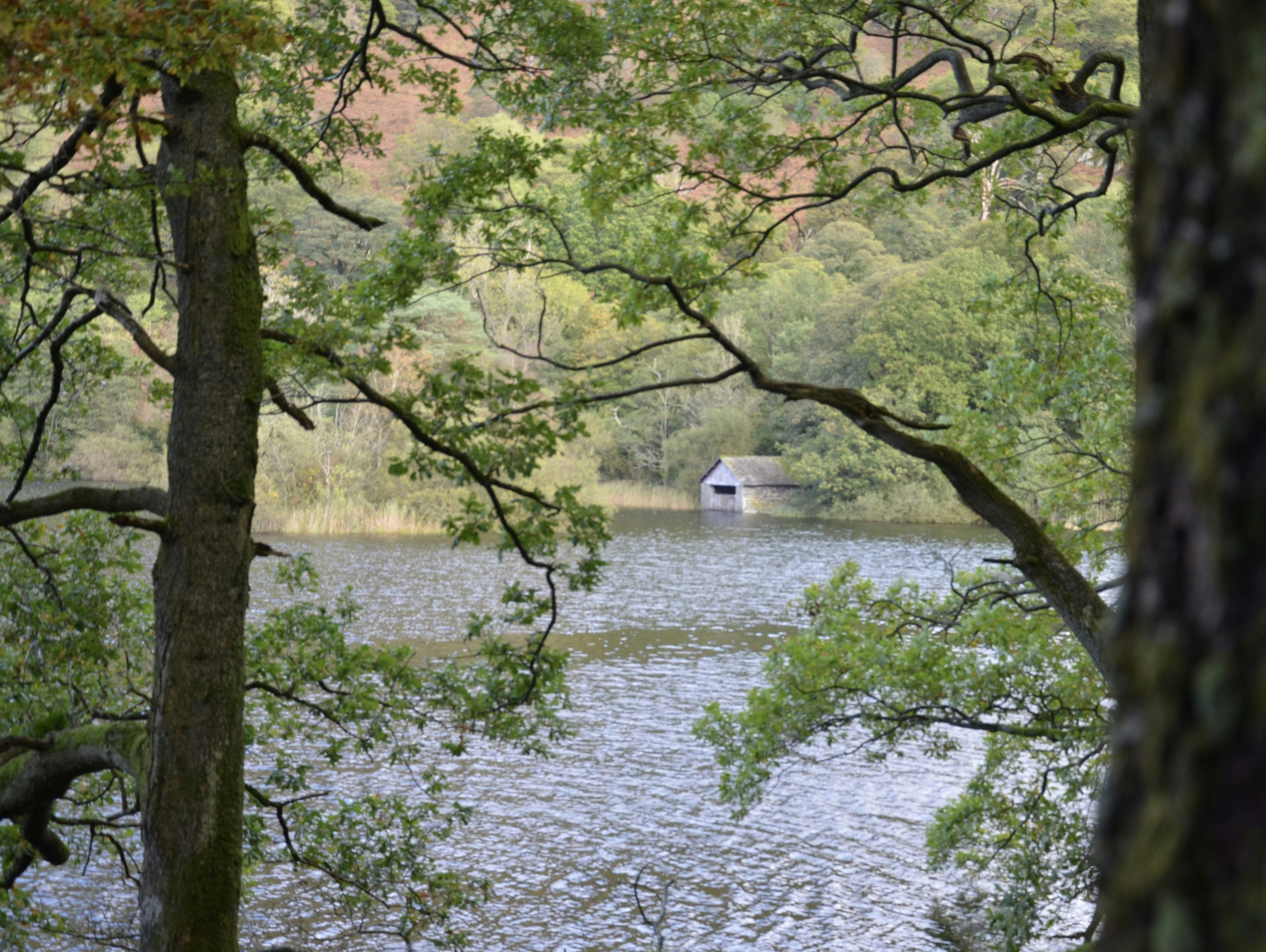 A boat floating on a lake surrounded by trees
