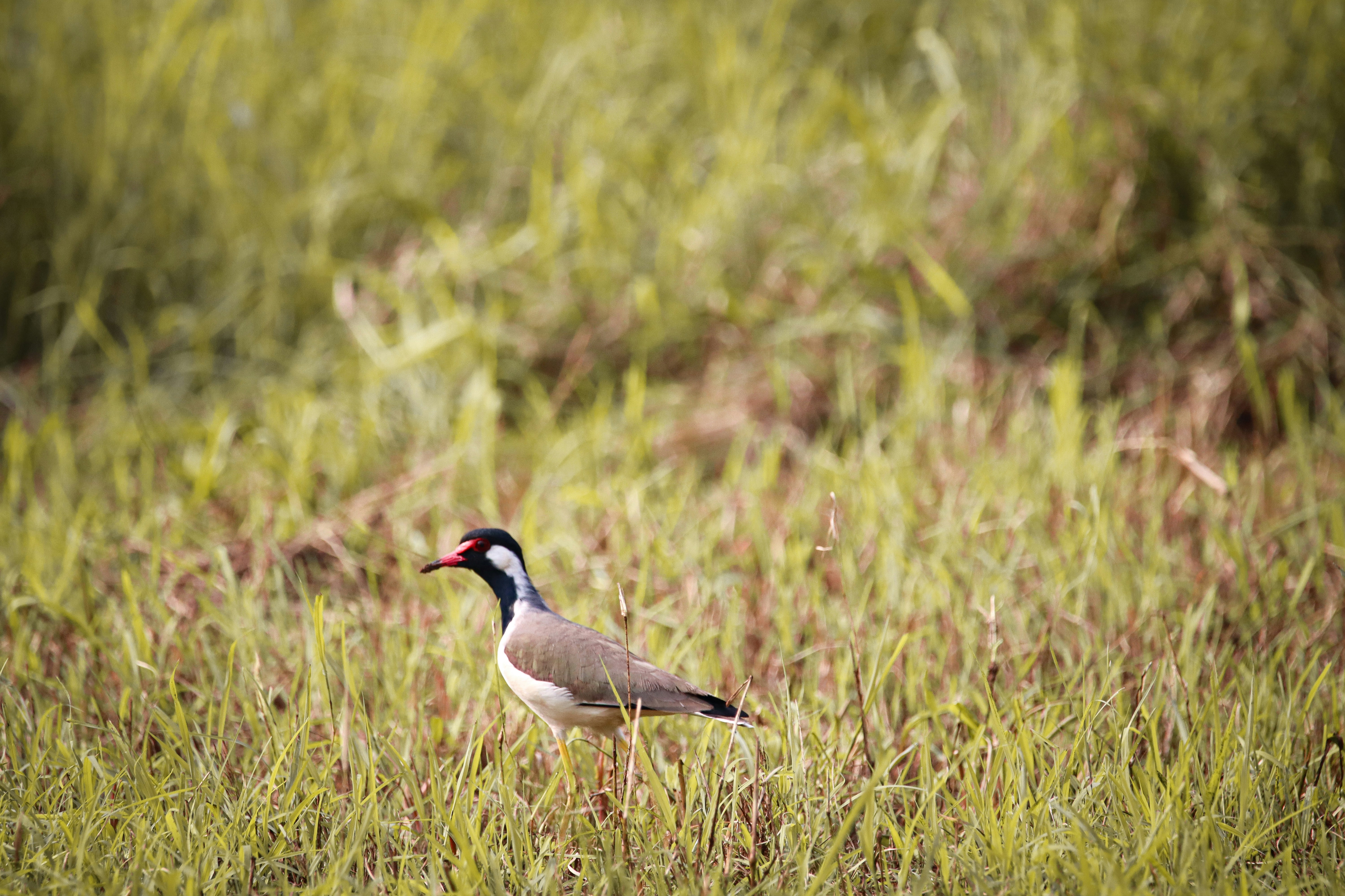 Photo by pushpak_art