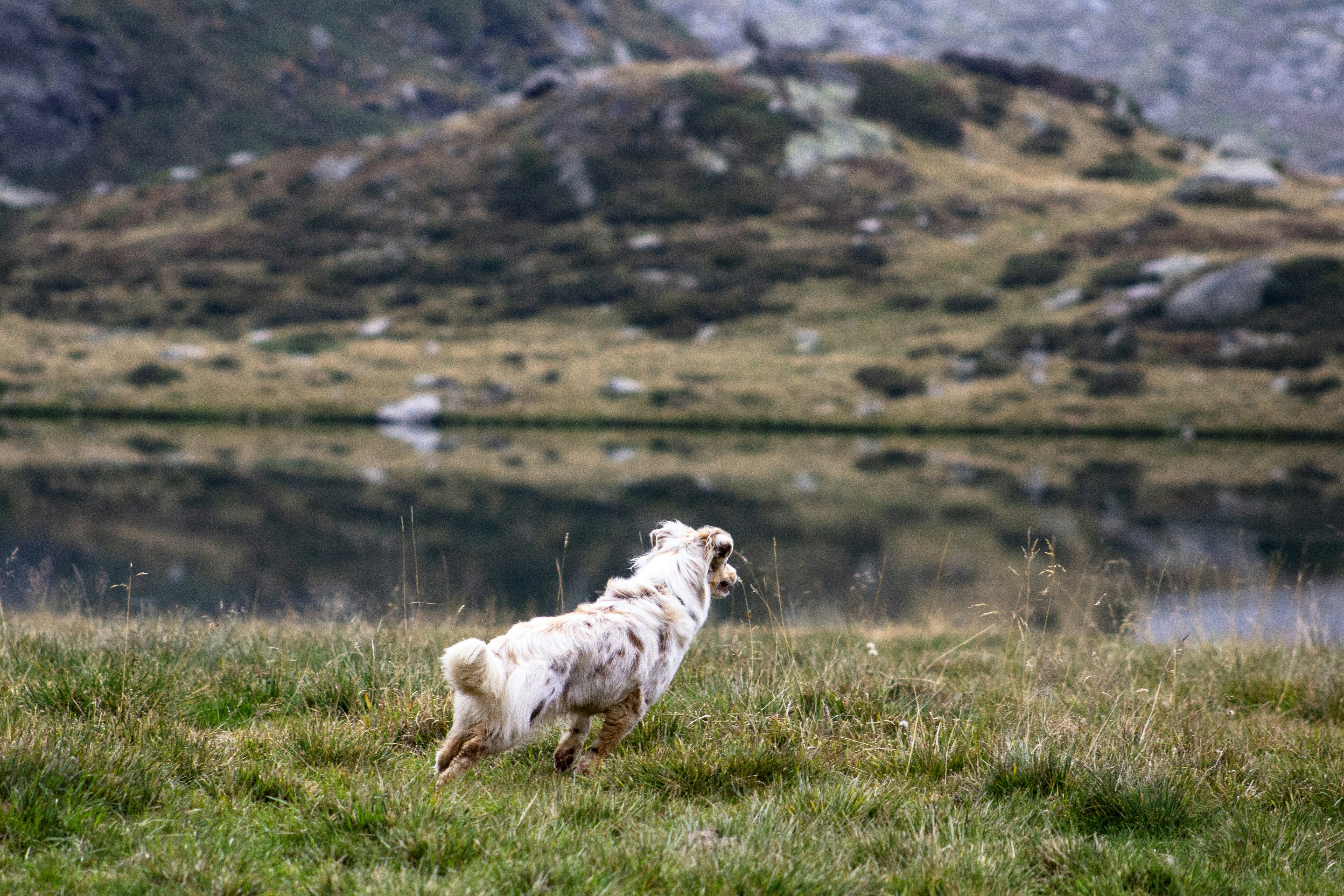 A dog running in a field with a mountain in the background