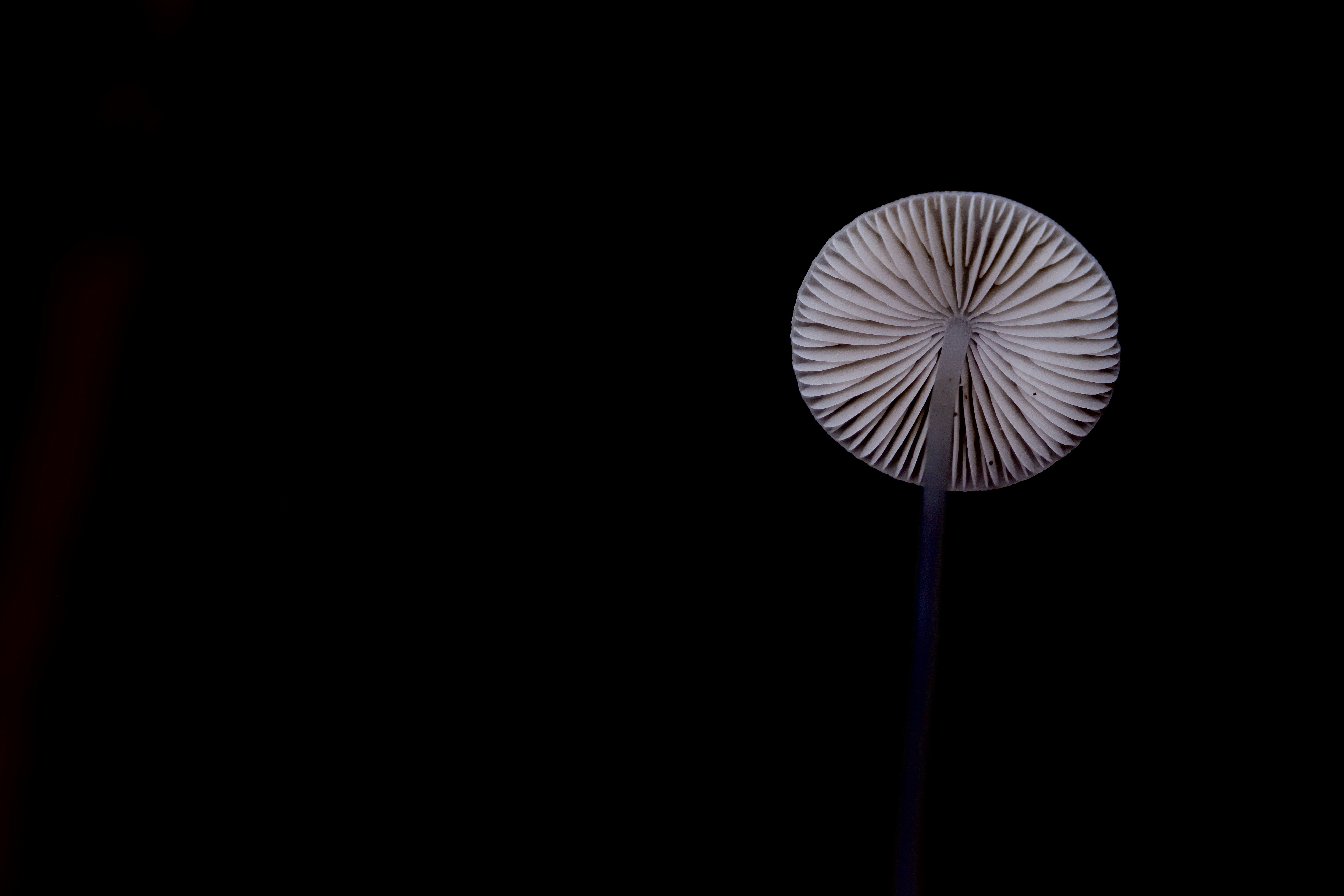 A dandelion in the dark with a black background