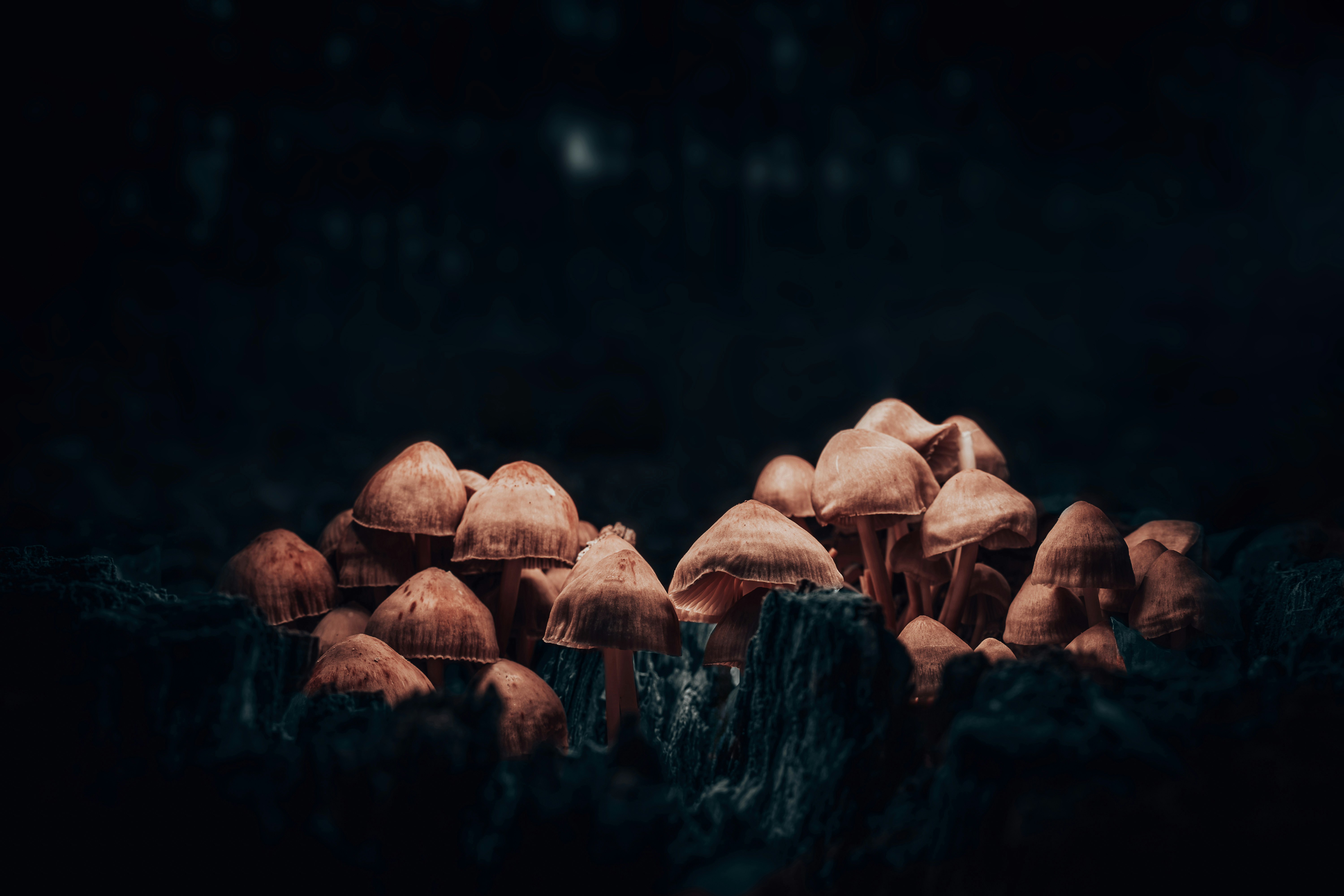 A group of mushrooms sitting on top of a forest