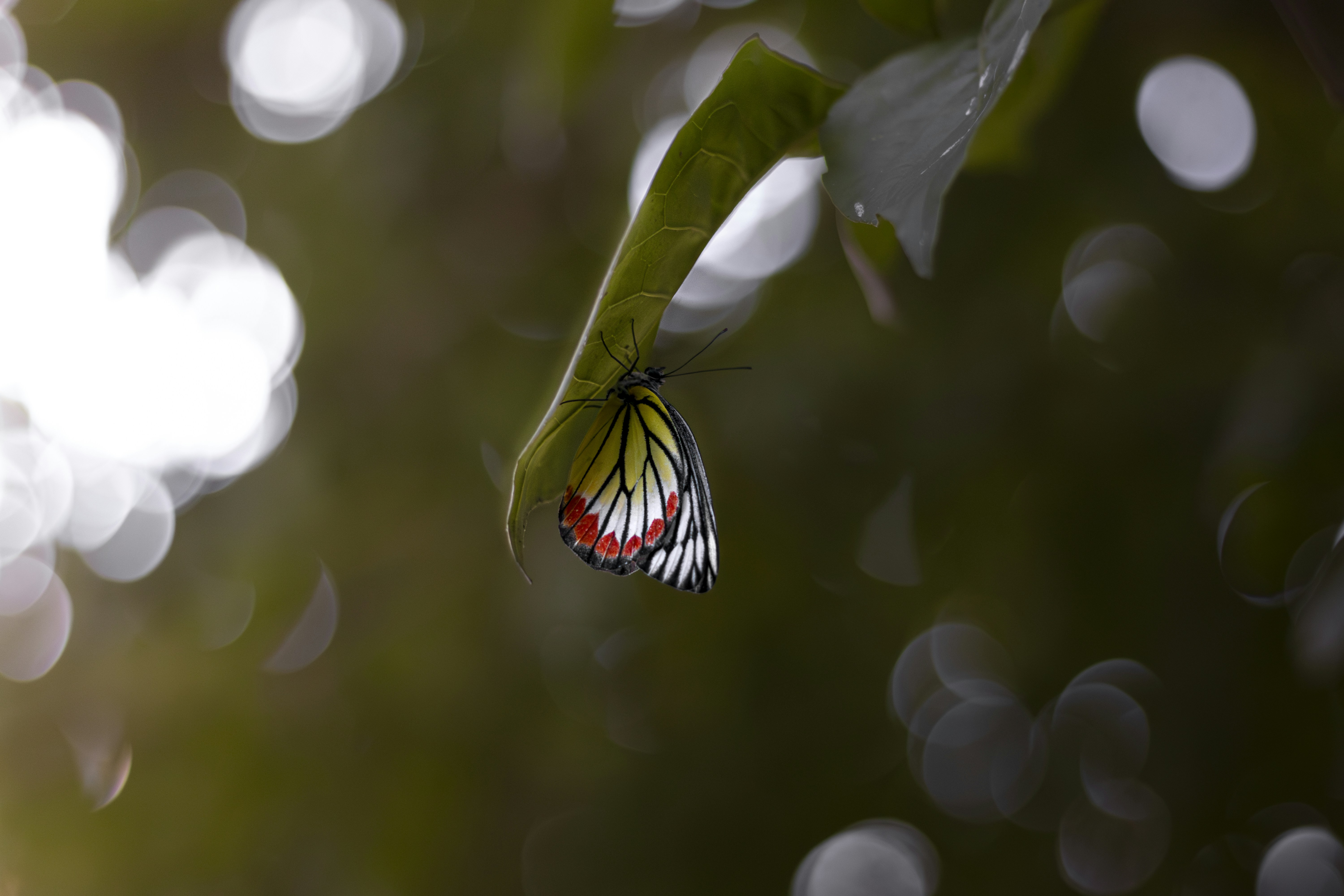 Photo by amitpritam