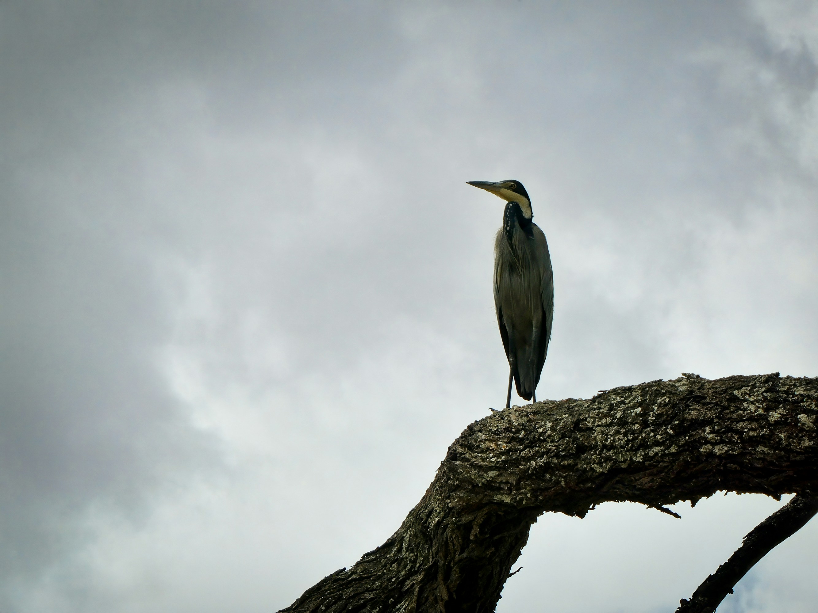 Photo by cristimilea