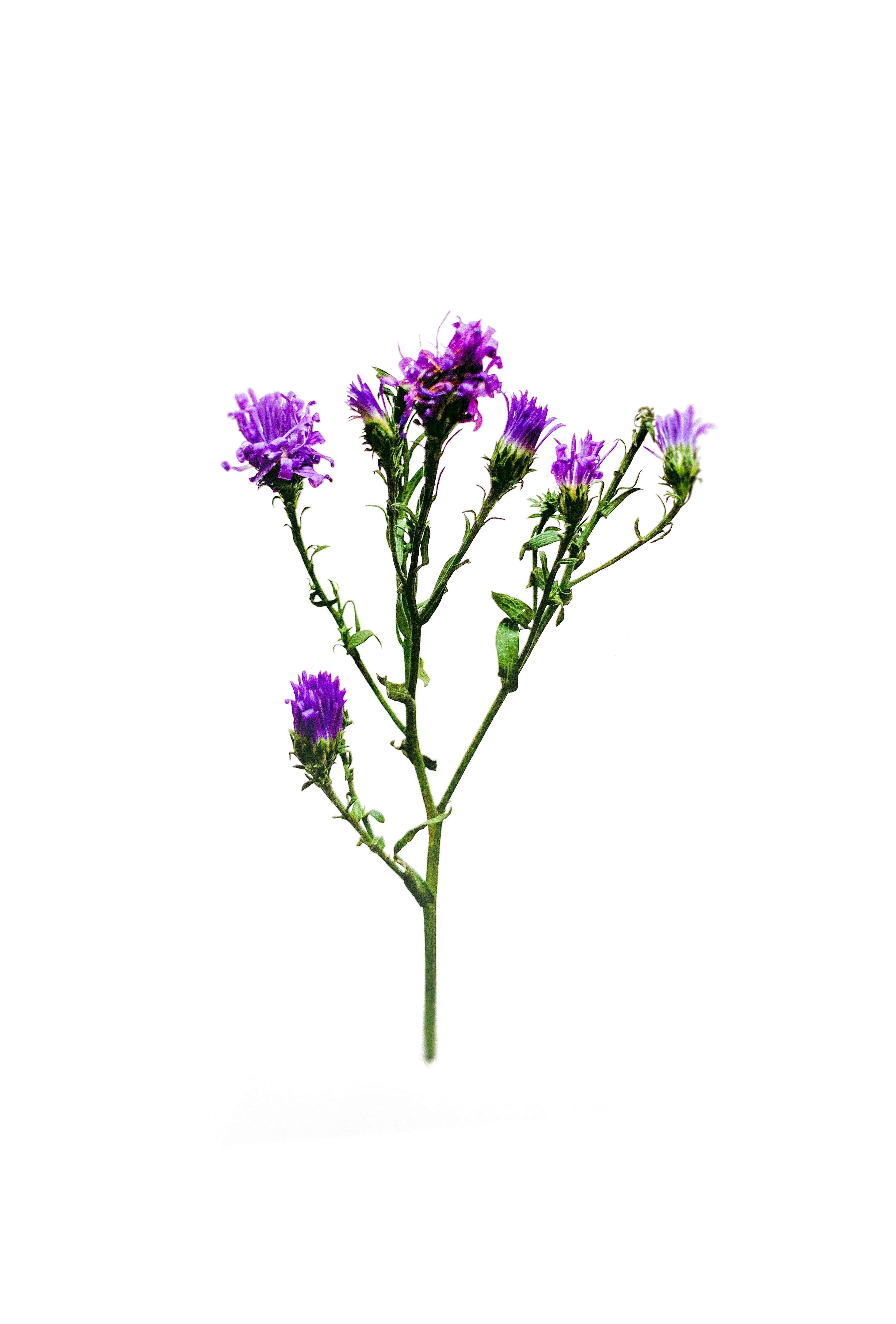 A single purple flower on a white background