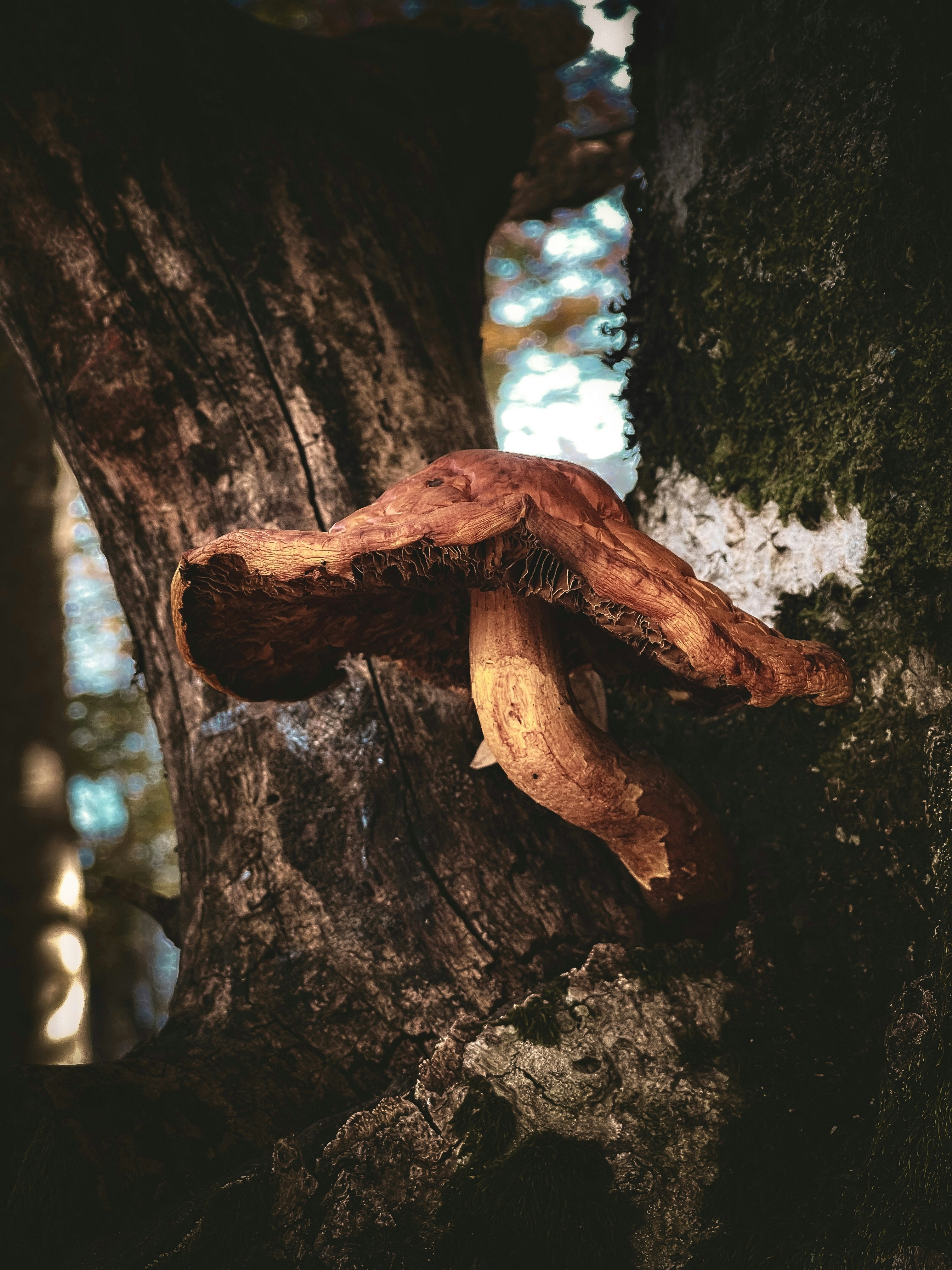 A mushroom growing on the bark of a tree
