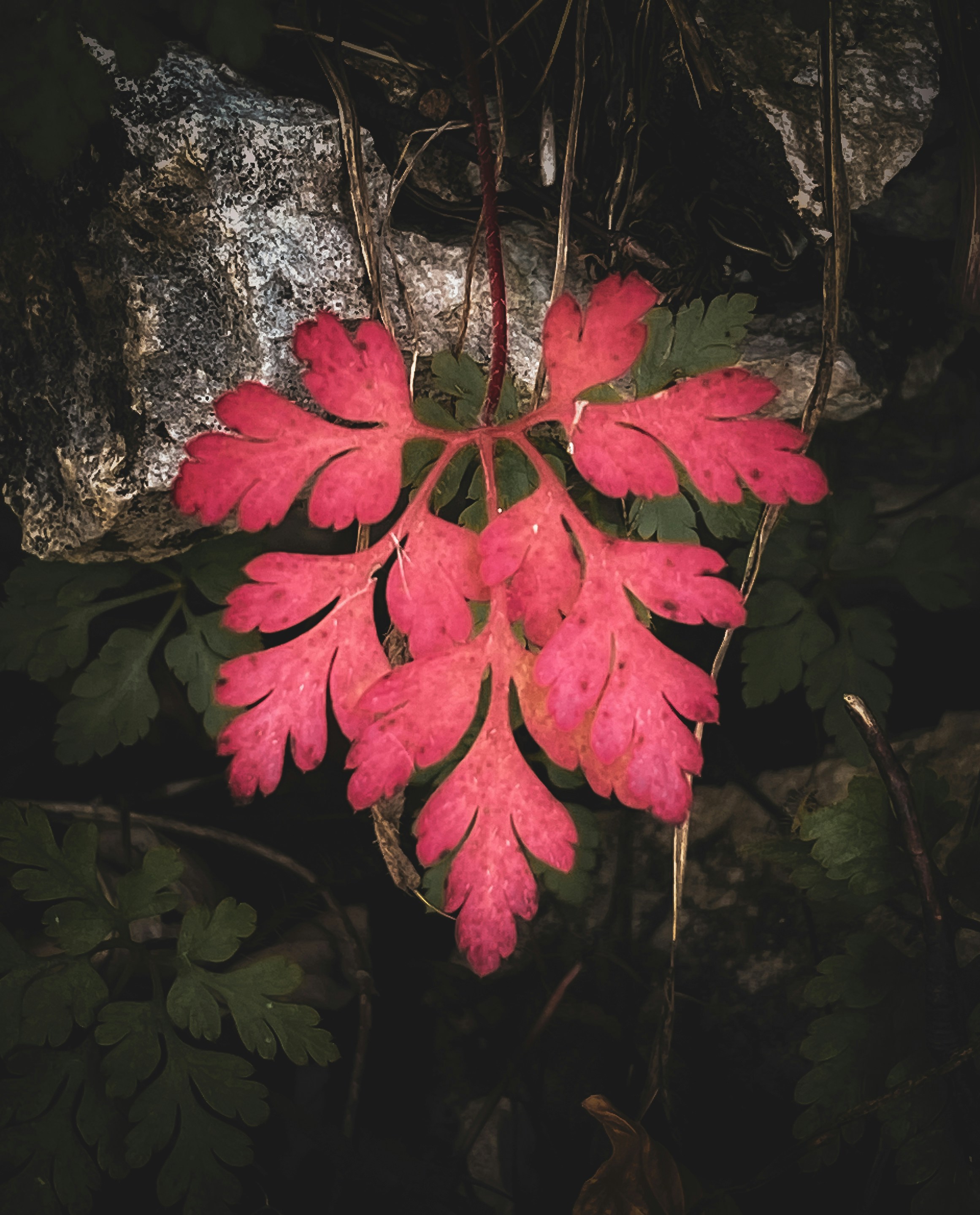 A red flower with green leaves on a rock