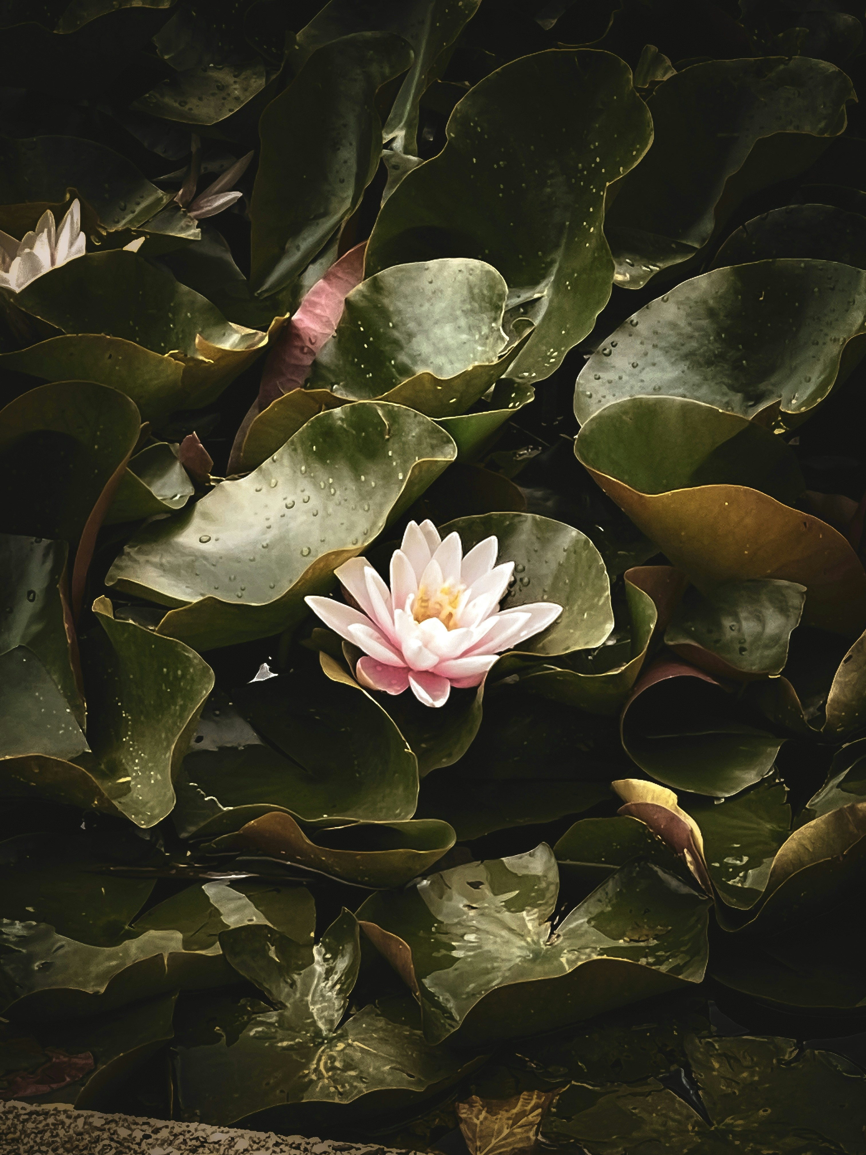 A pink flower sitting on top of a lush green plant