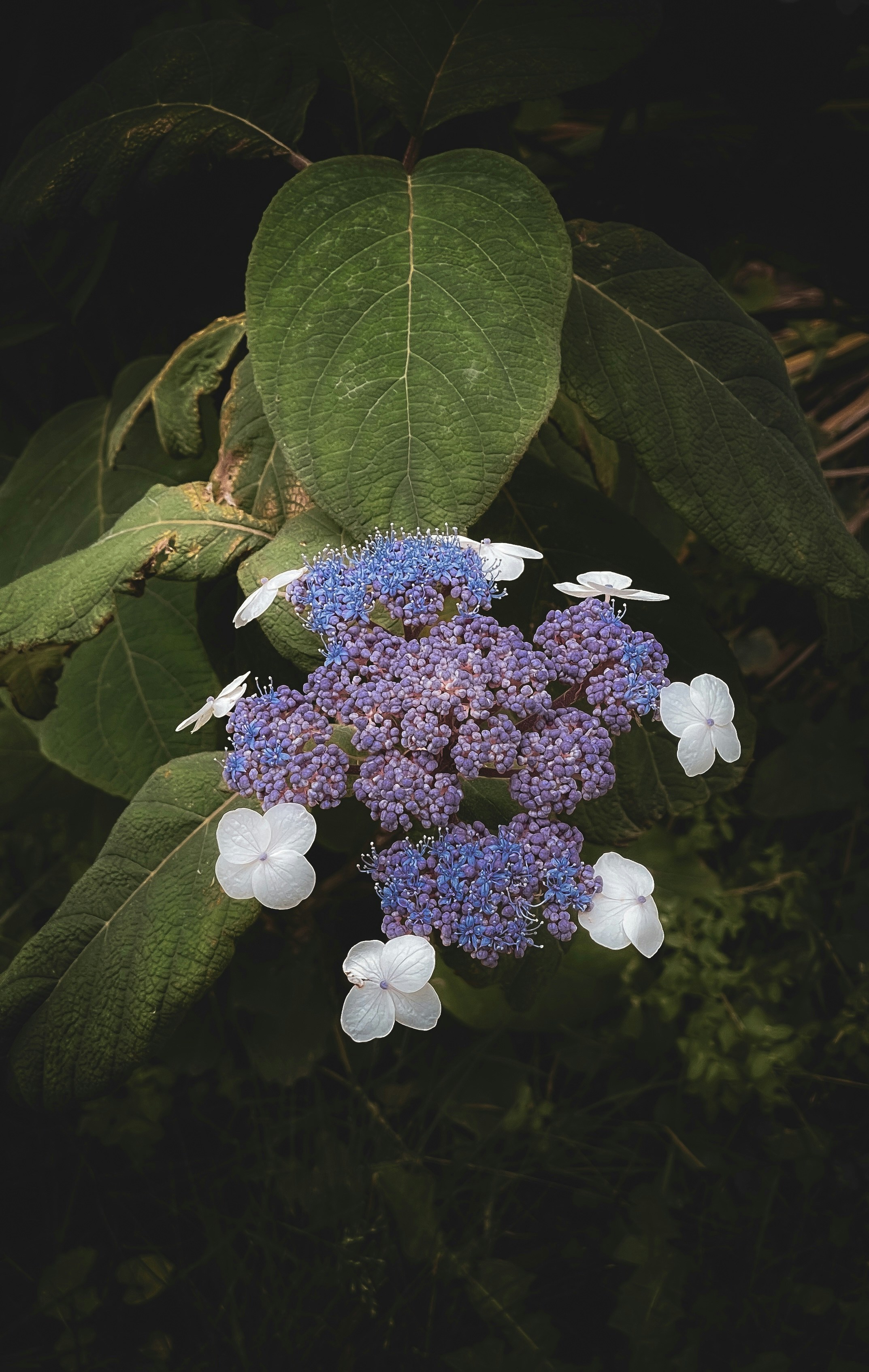 A bunch of purple and white flowers with green leaves