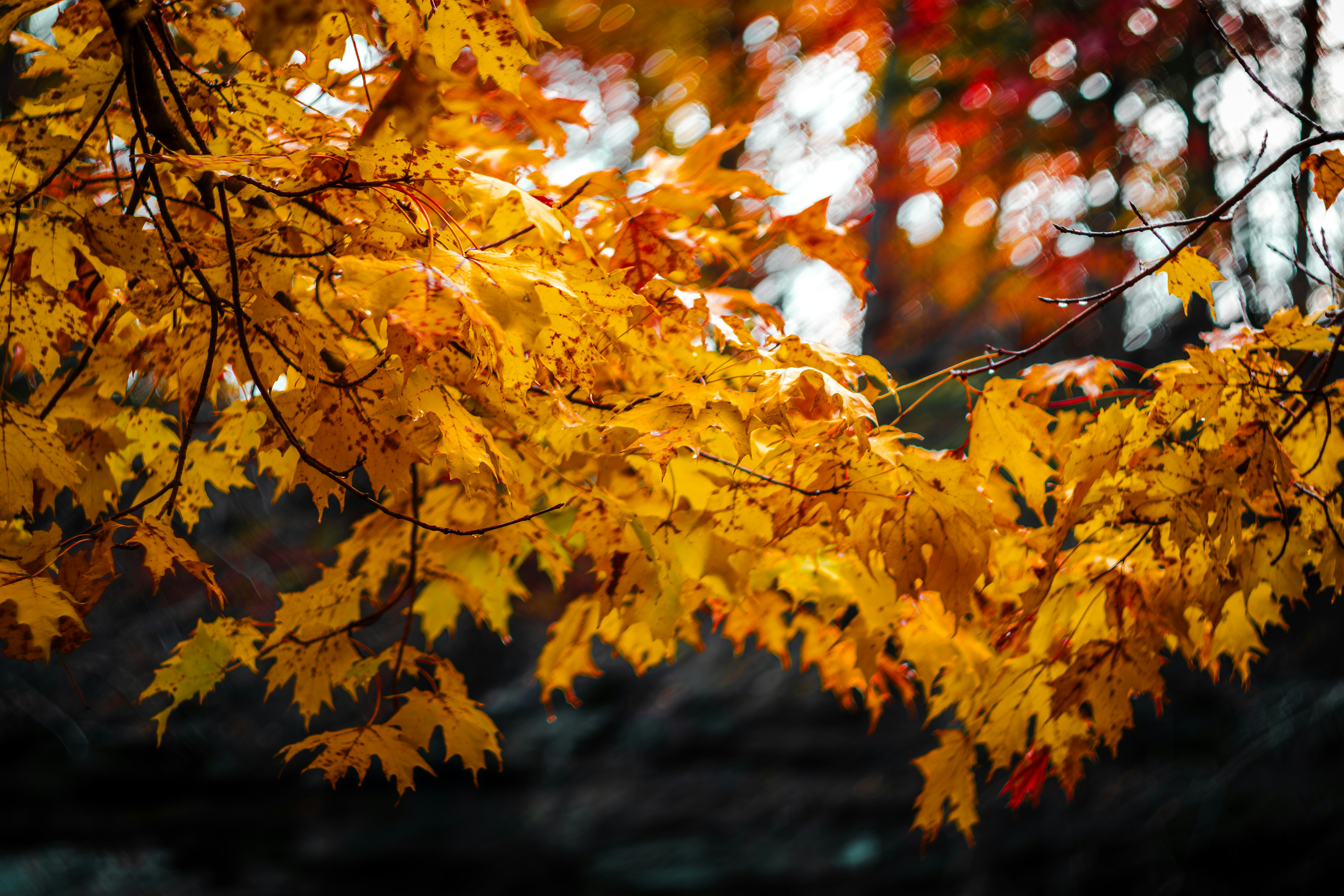 Photo by brice_cooper18