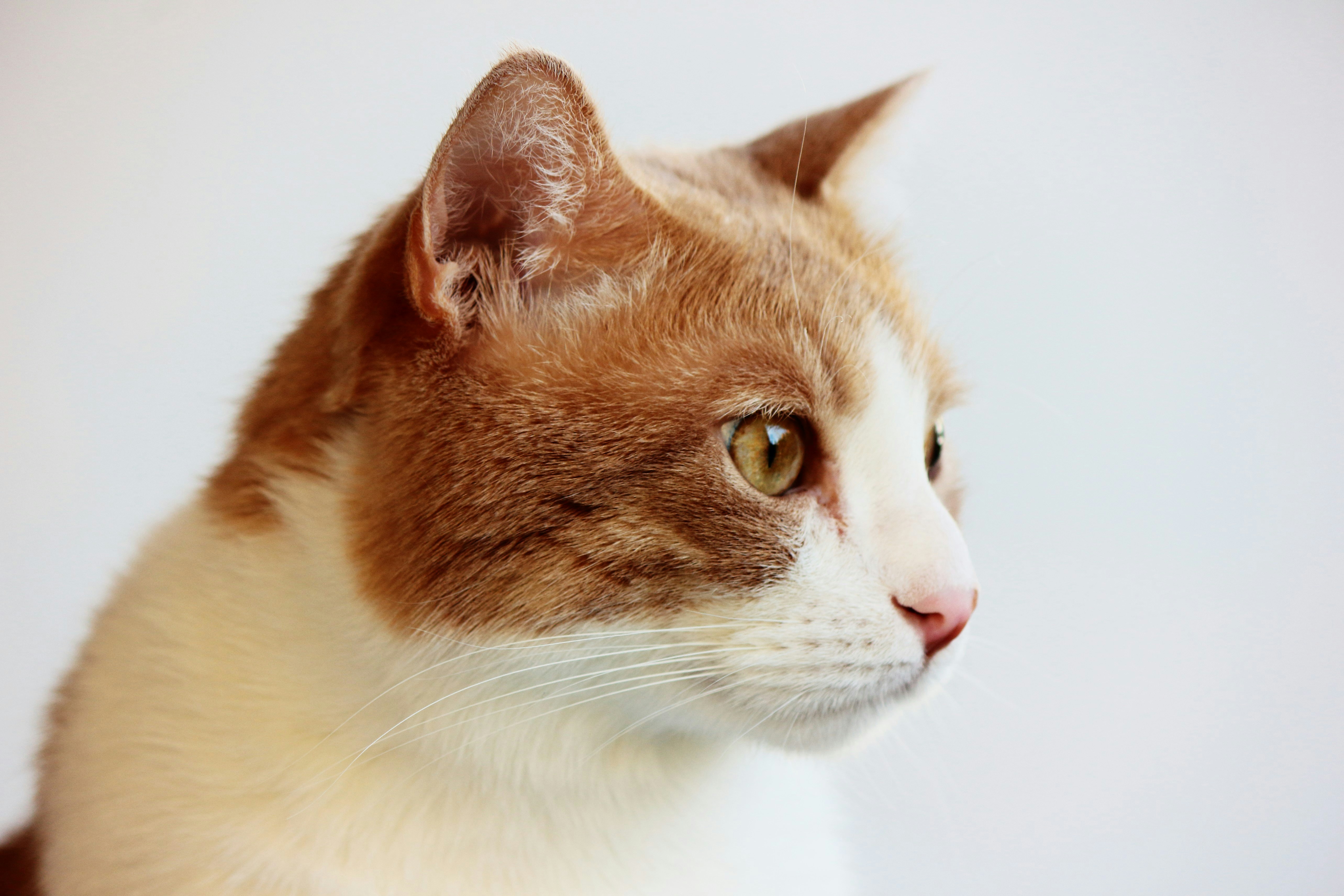 Photo by cengizozarpat