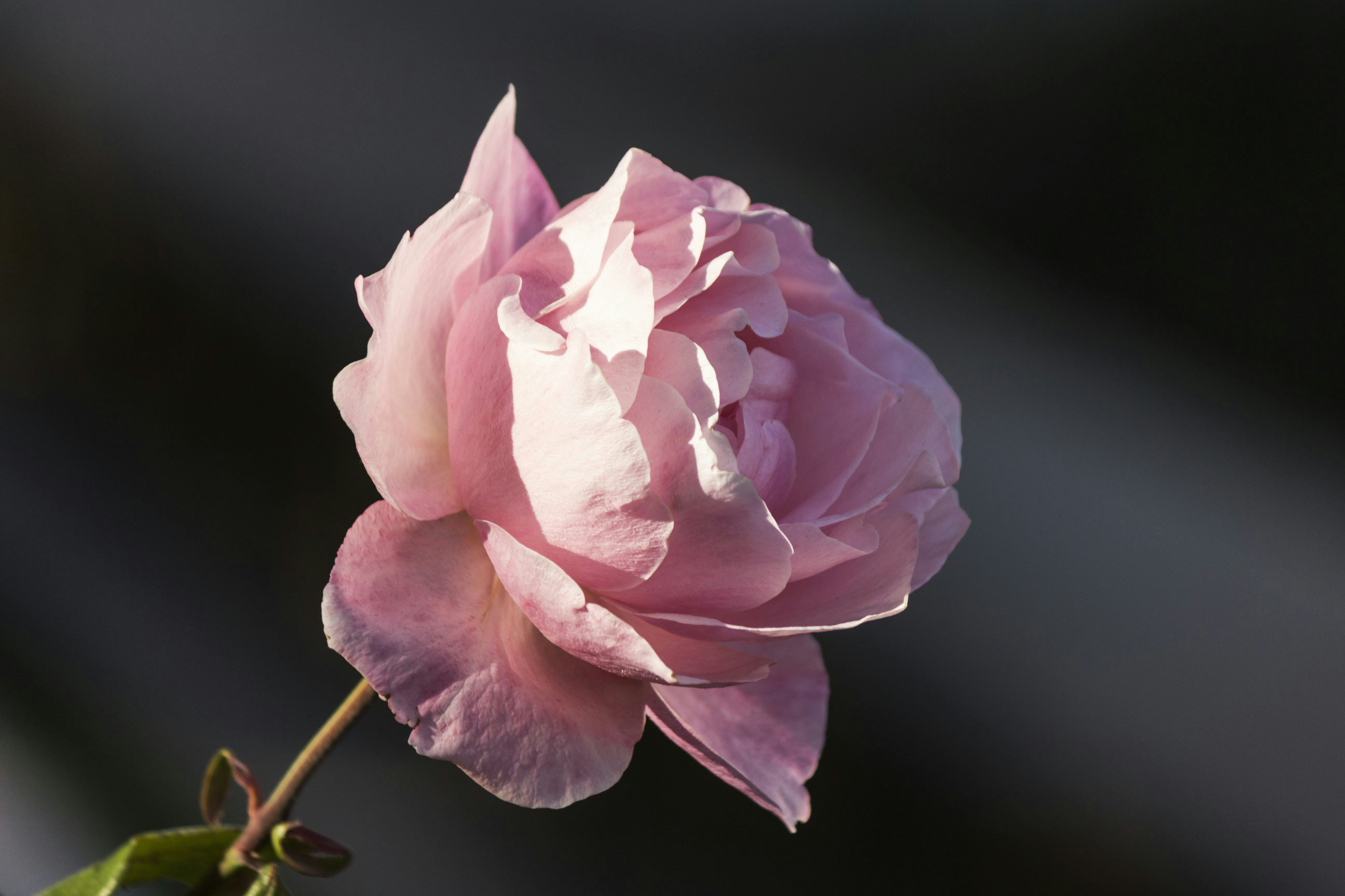 Photo by cengizozarpat