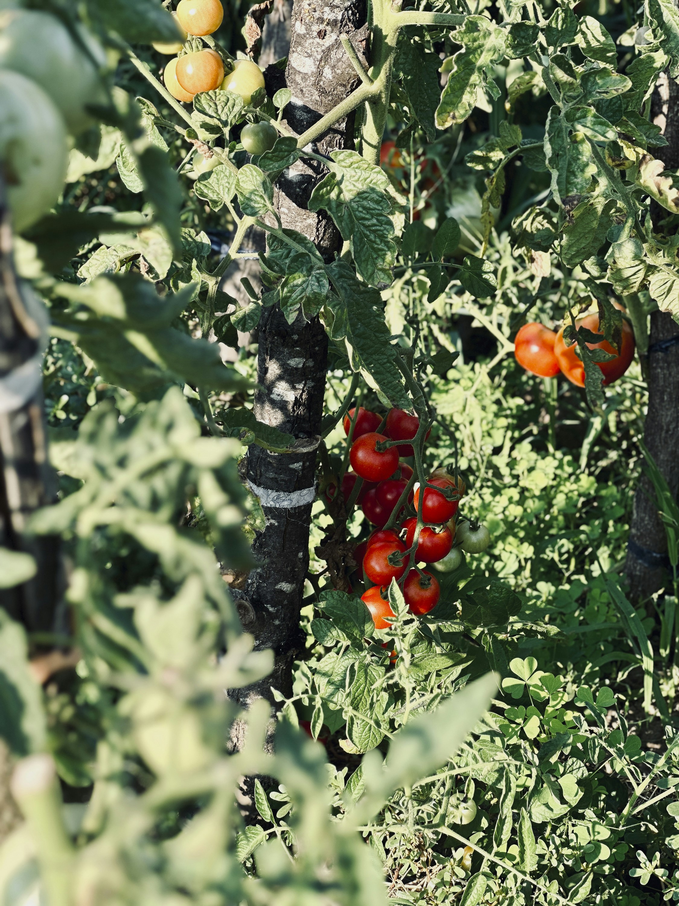 Tomatoes growing on a tree in a garden