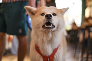 A small dog wearing a red harness on a leash