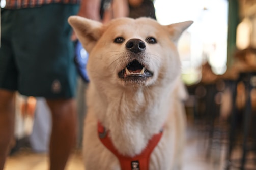A small dog wearing a red harness on a leash