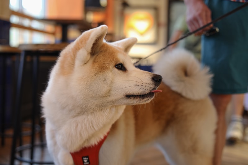 A nervous dog on a leash looking anxious before a grooming appointment