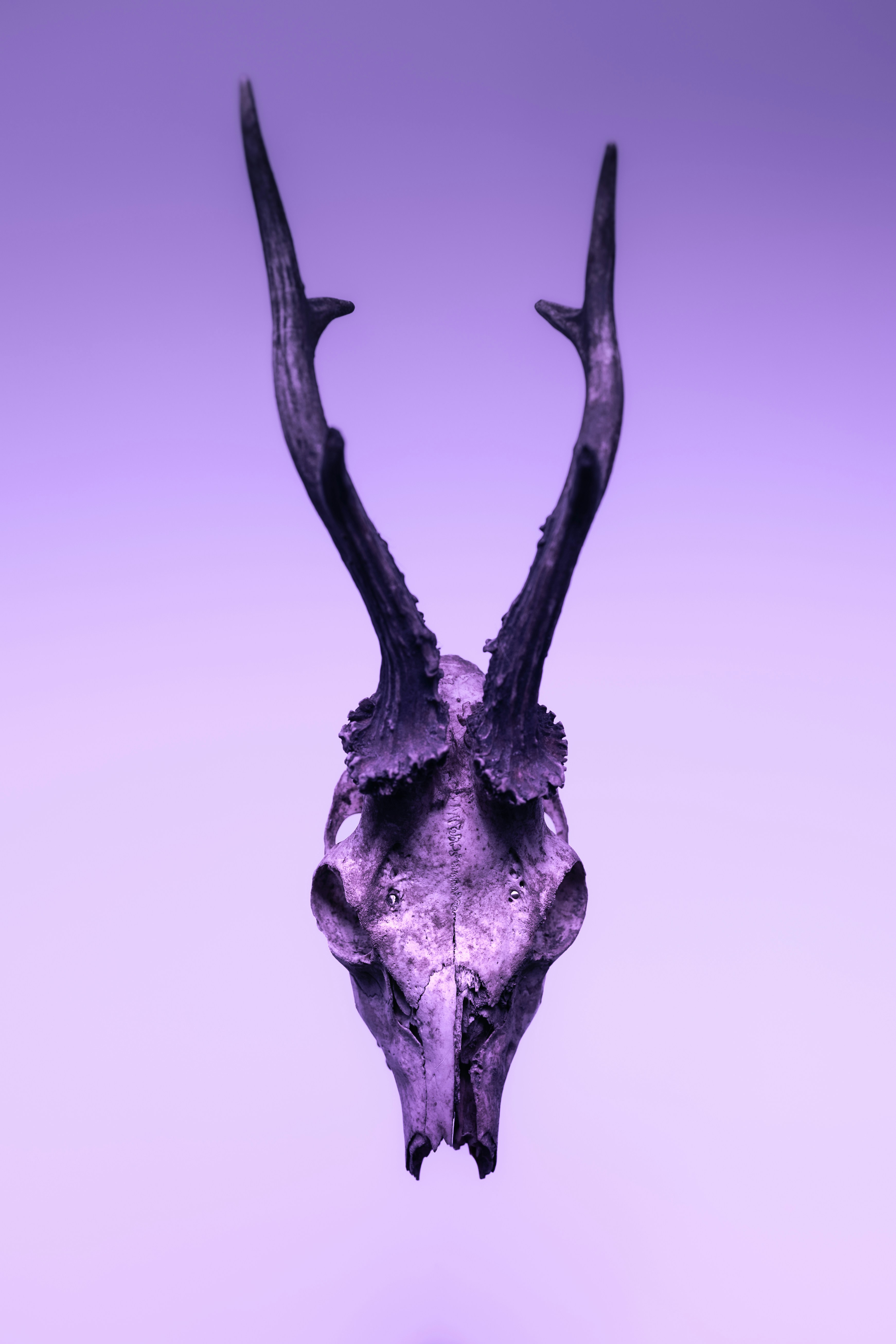 Une photo violette d'un crâne de cerf avec de grandes cornes photo – Image  gratuite de Animal sur Unsplash, image size:3000x4500