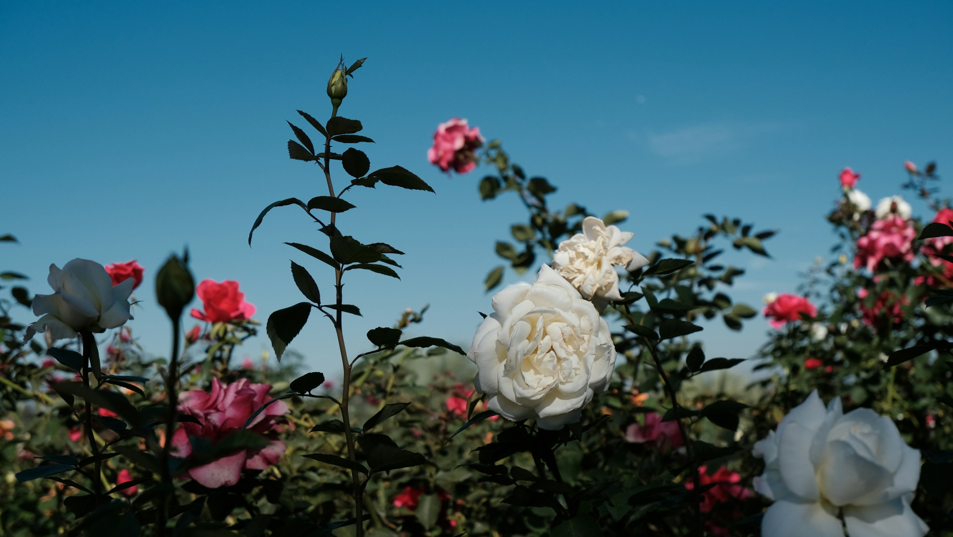 Photo by hojiderula