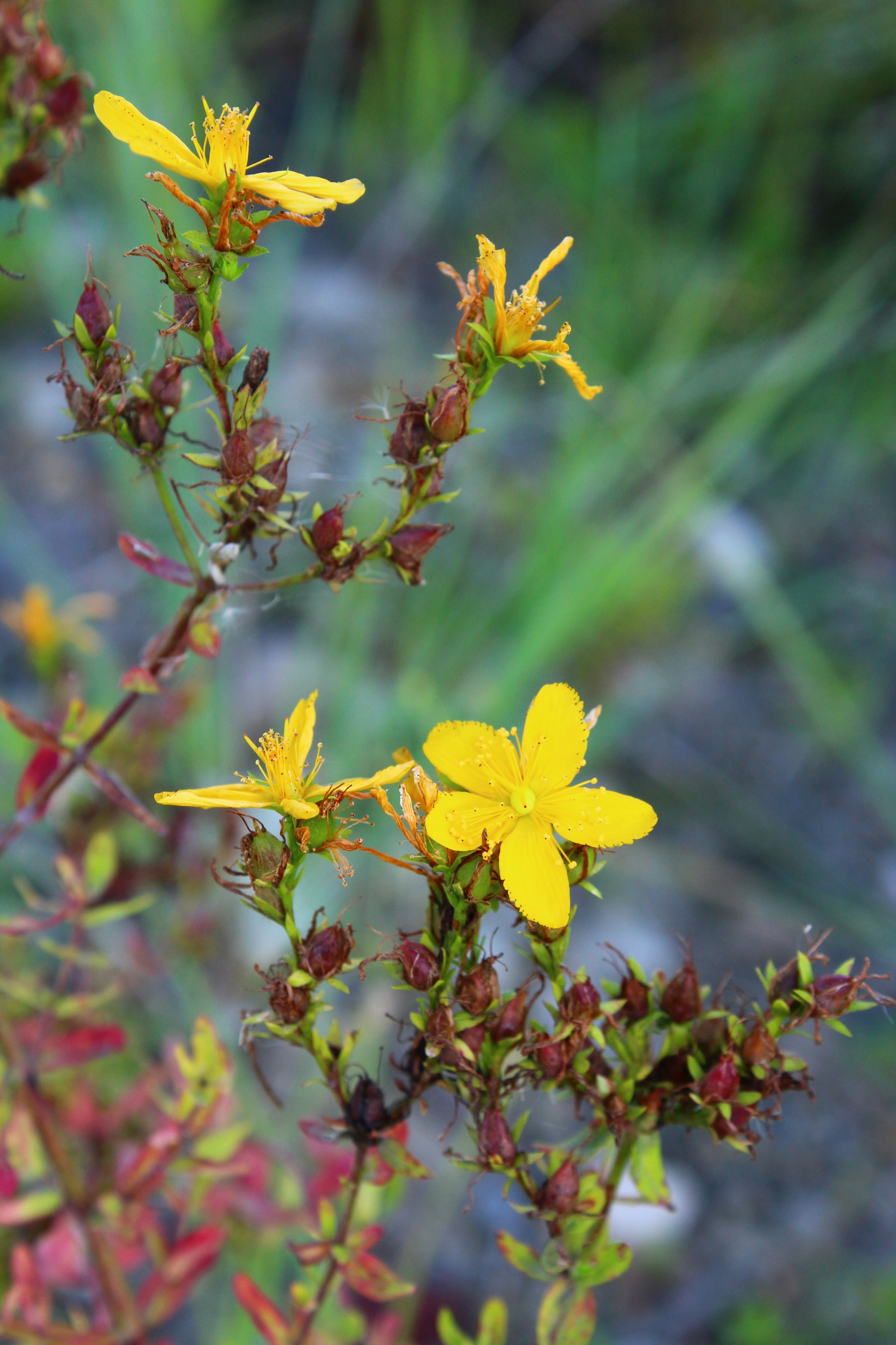 Photo by alys_skowron