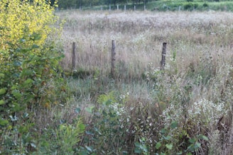 A grassy field with a fence in the middle of it