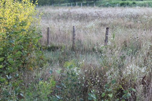A grassy field with a fence in the middle of it