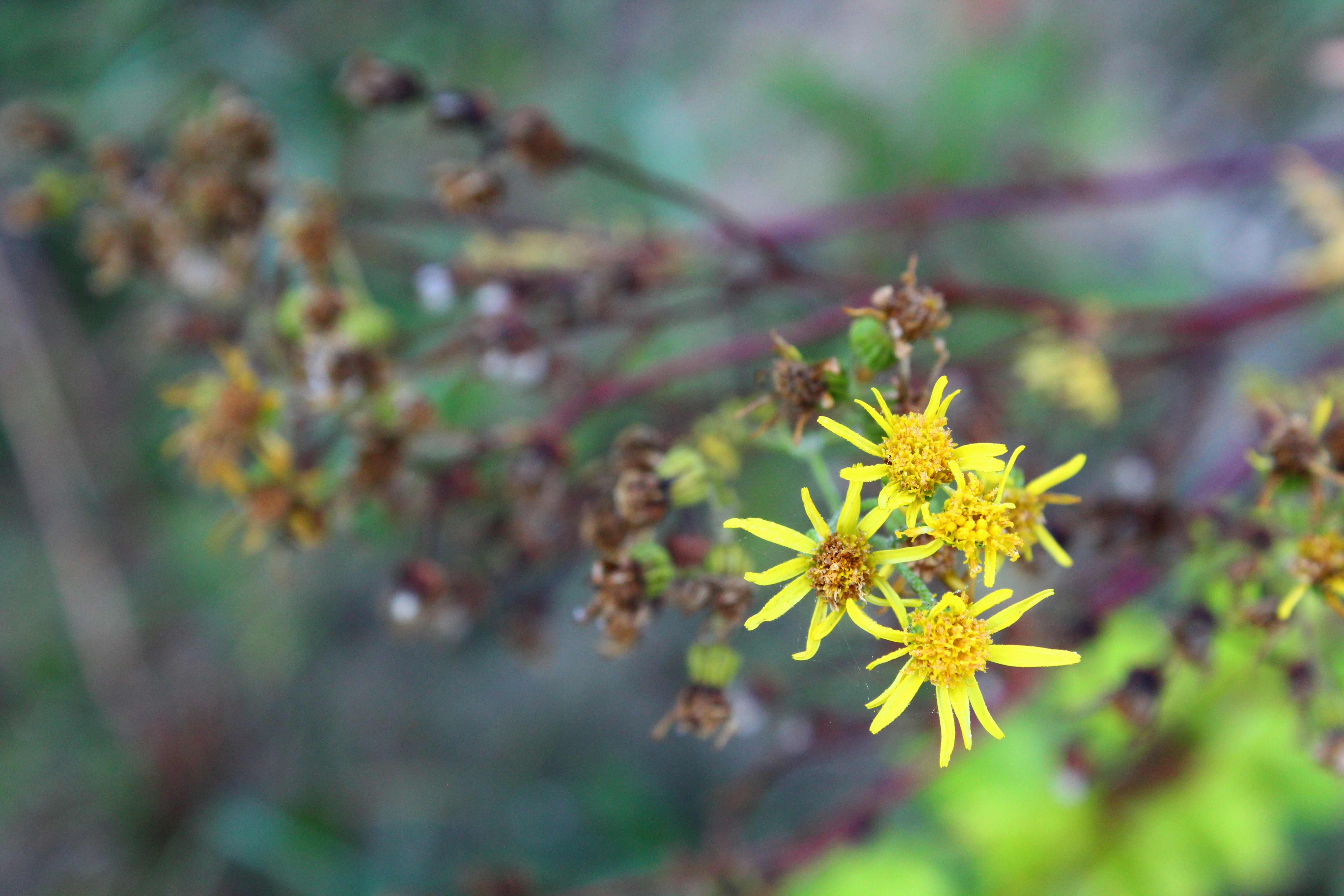 Photo by alys_skowron