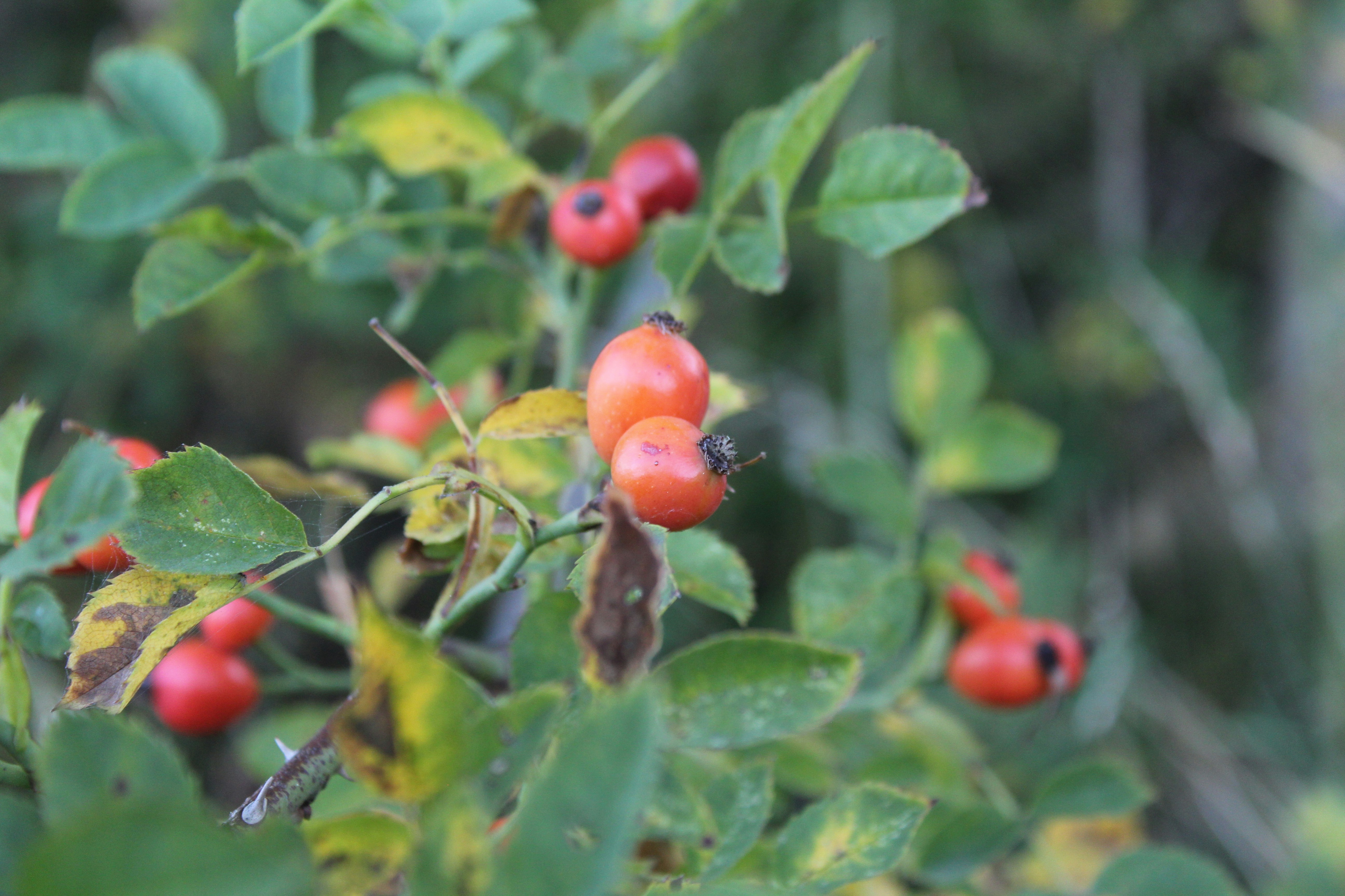 Photo by alys_skowron