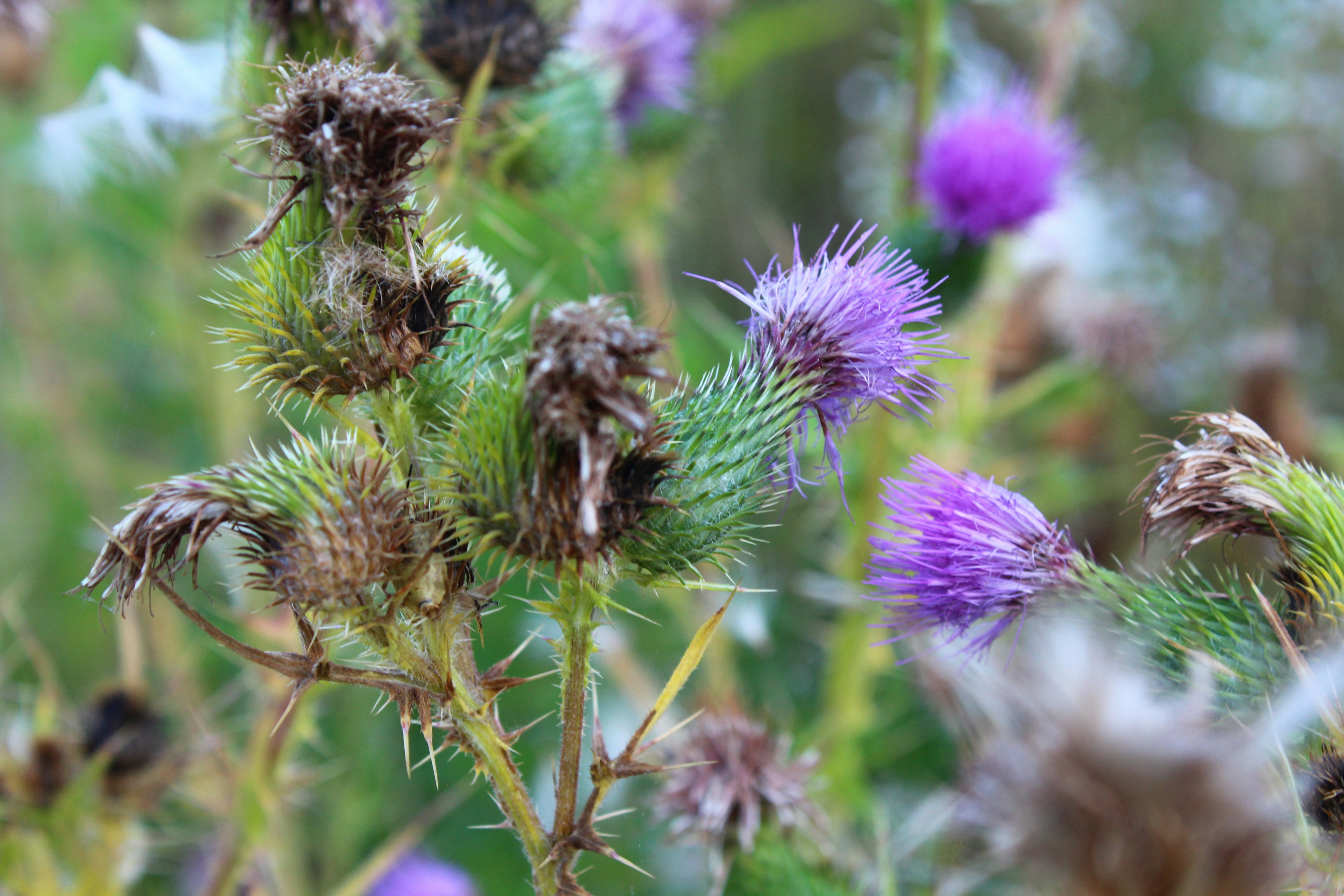 Photo by alys_skowron