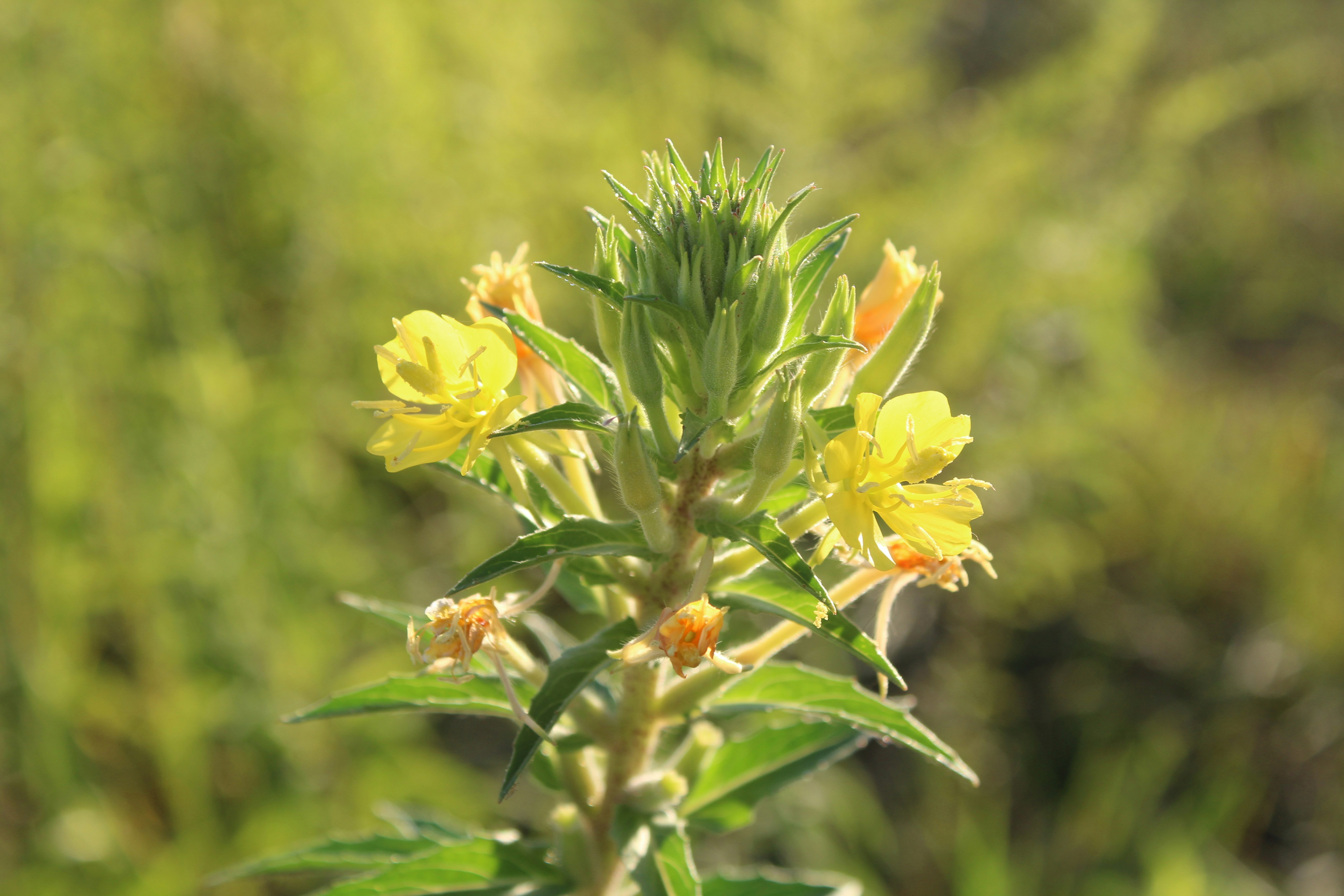 Photo by alys_skowron