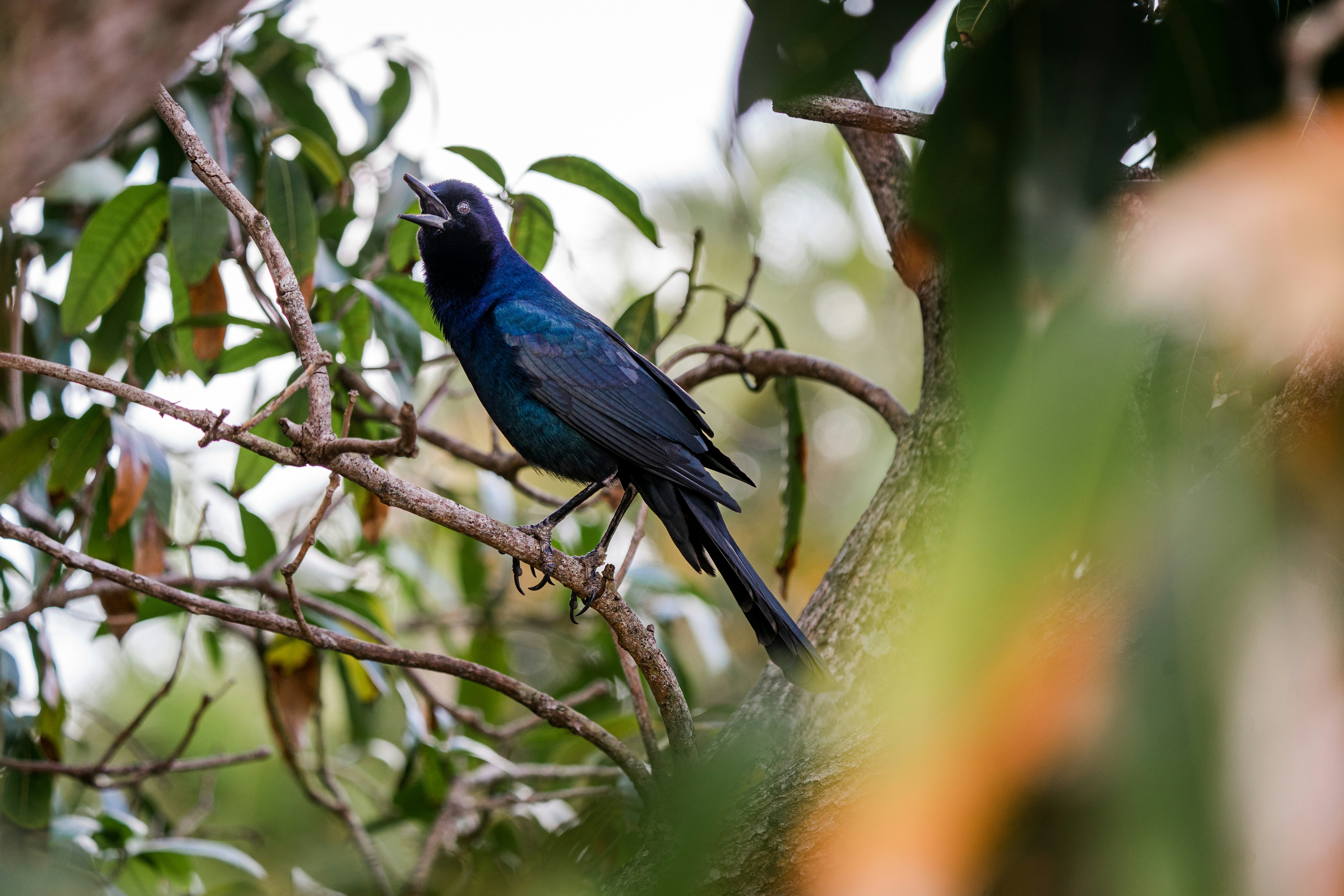 The Streetwise Grackle: Not Easy to Intimidate (image credits: unsplash)