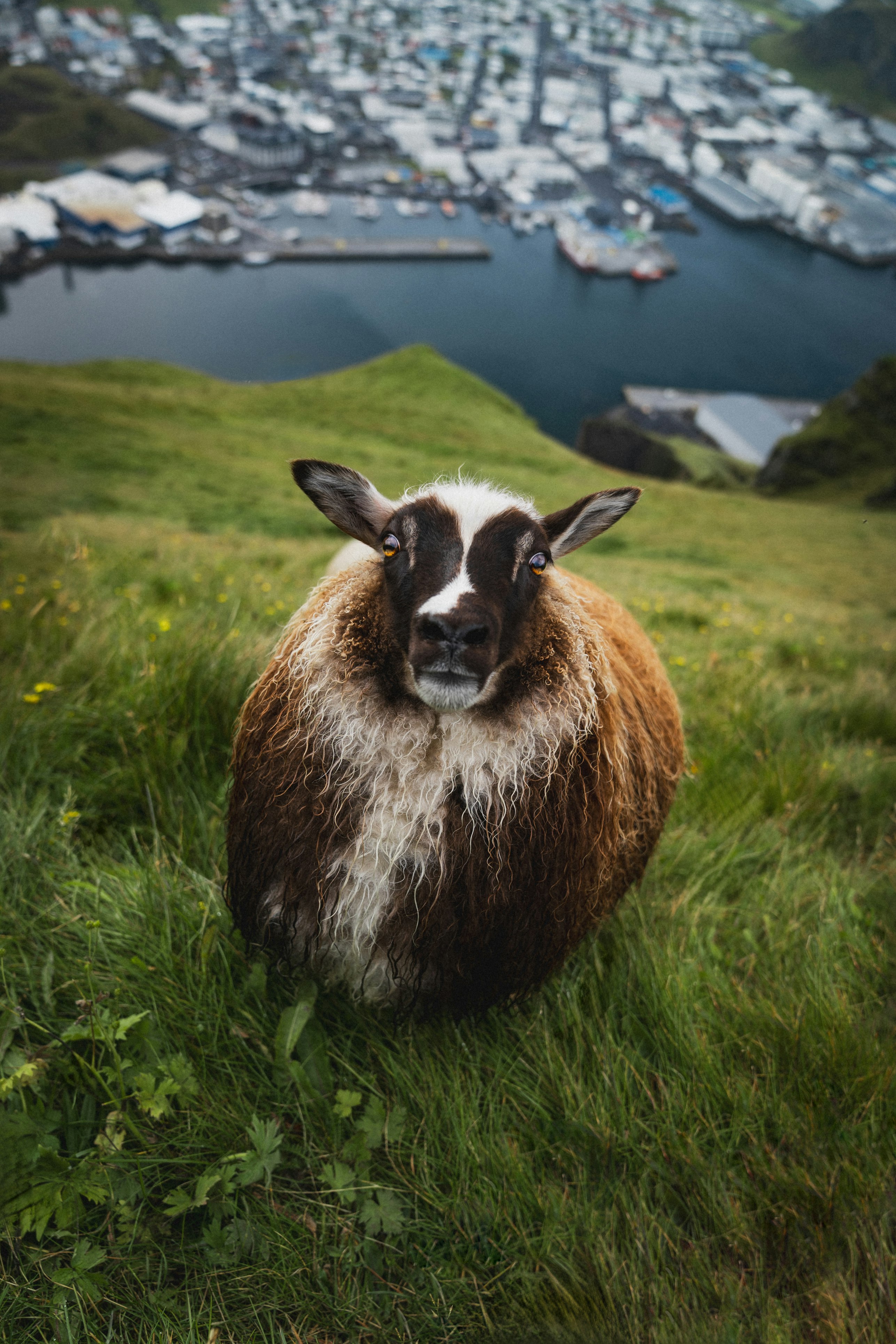 The Sheep