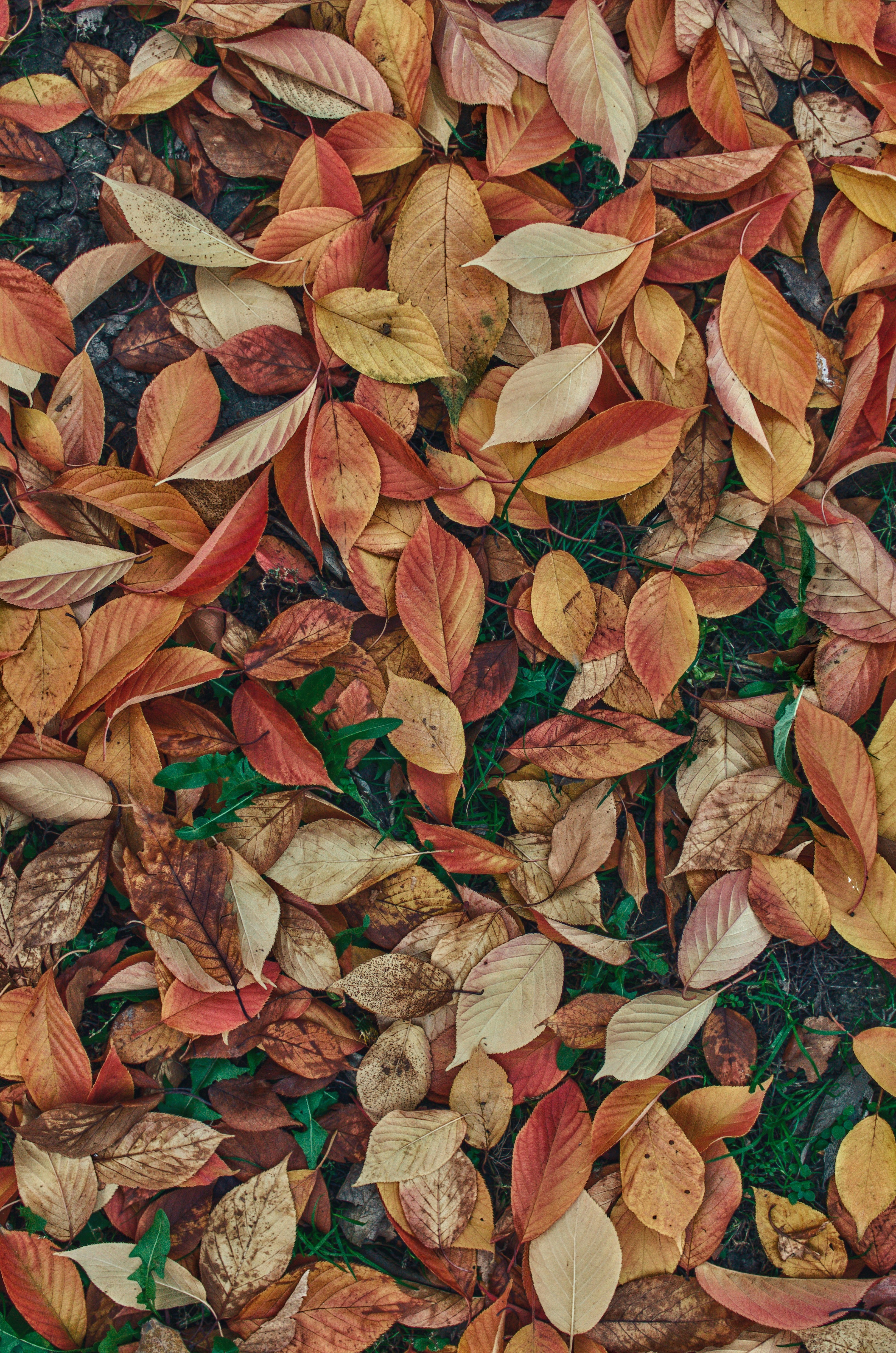 Photo by gamanalice3012