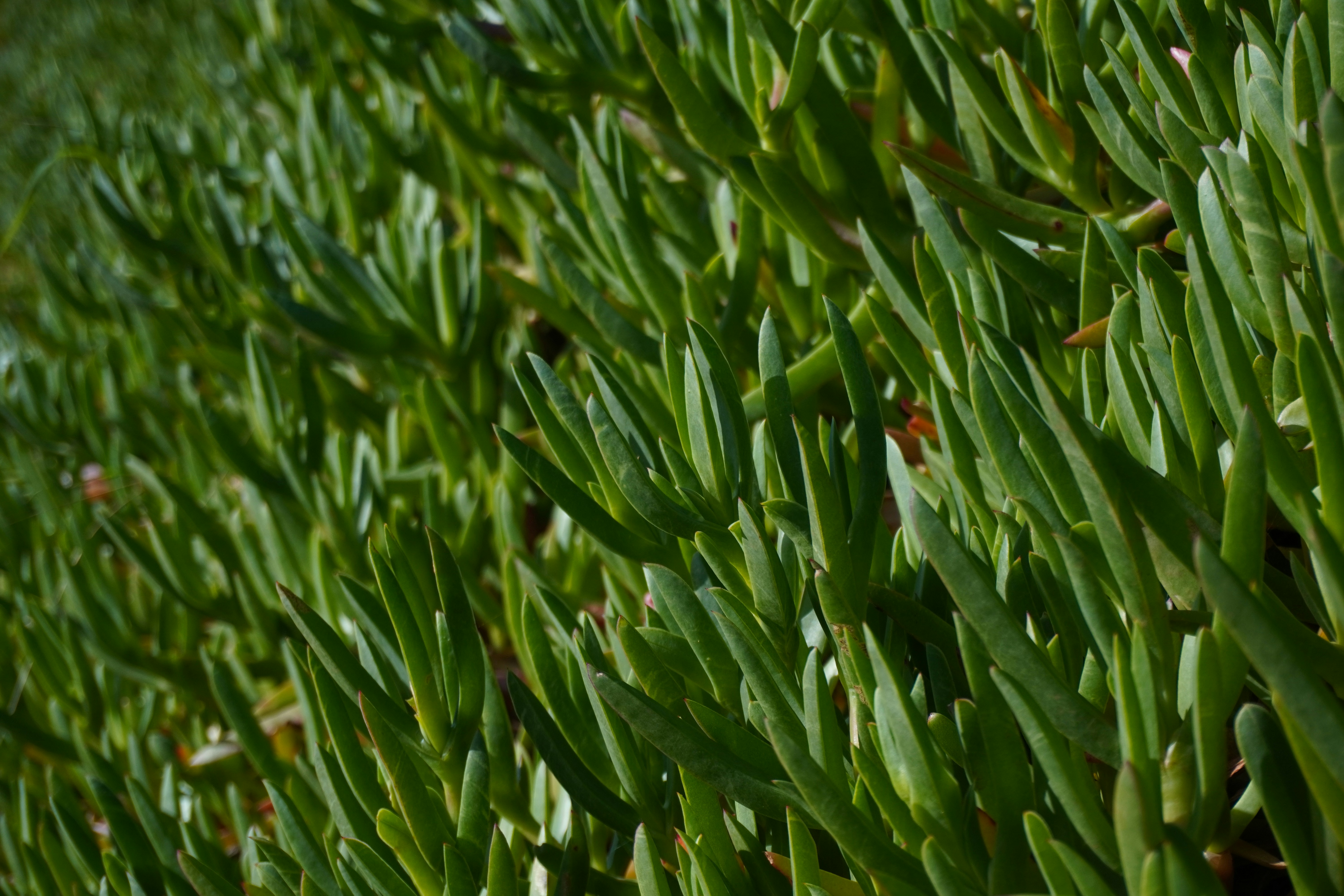 Un primer plano de un arbusto con hojas verdes