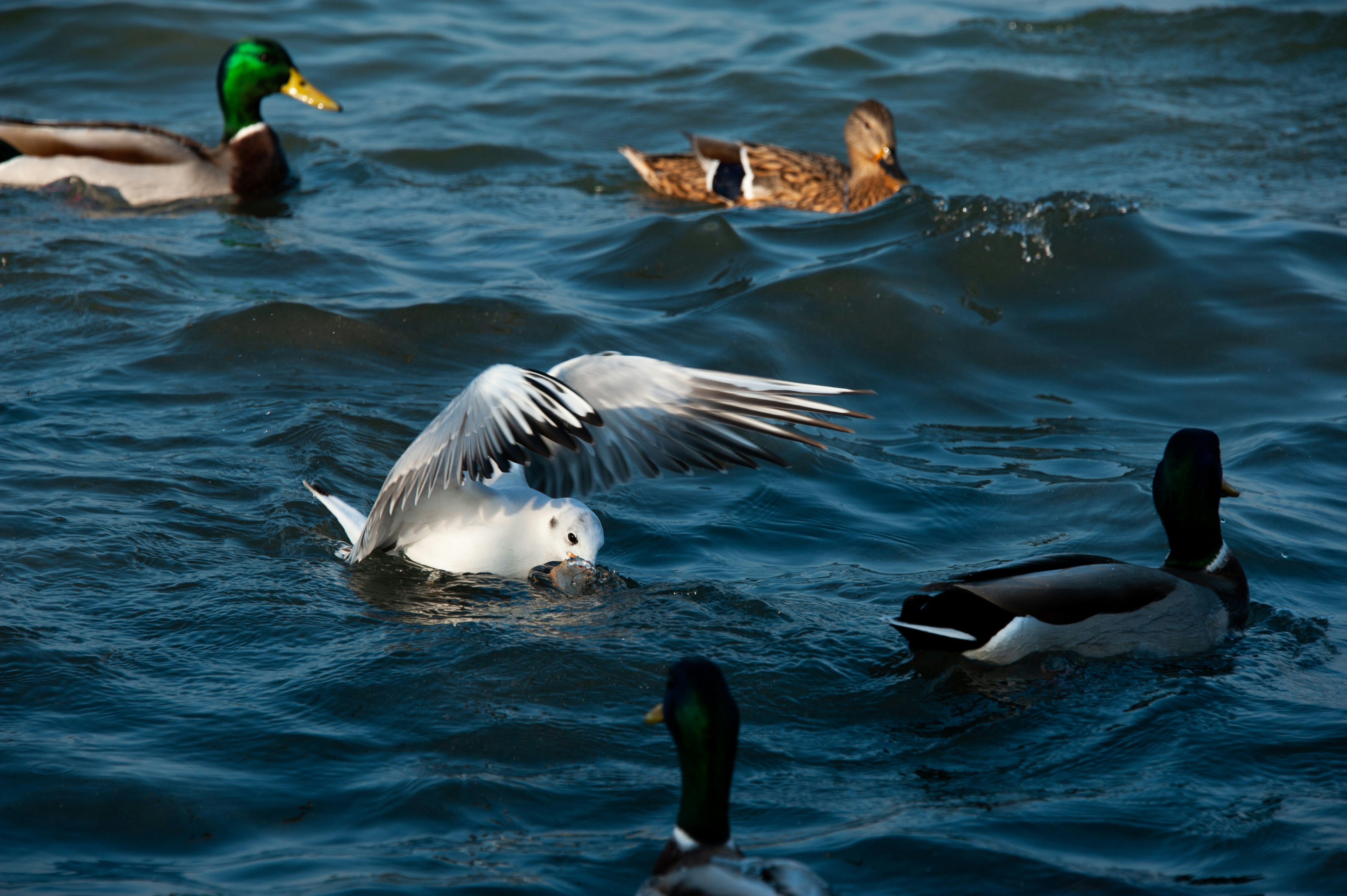 Photo by rrricharddd