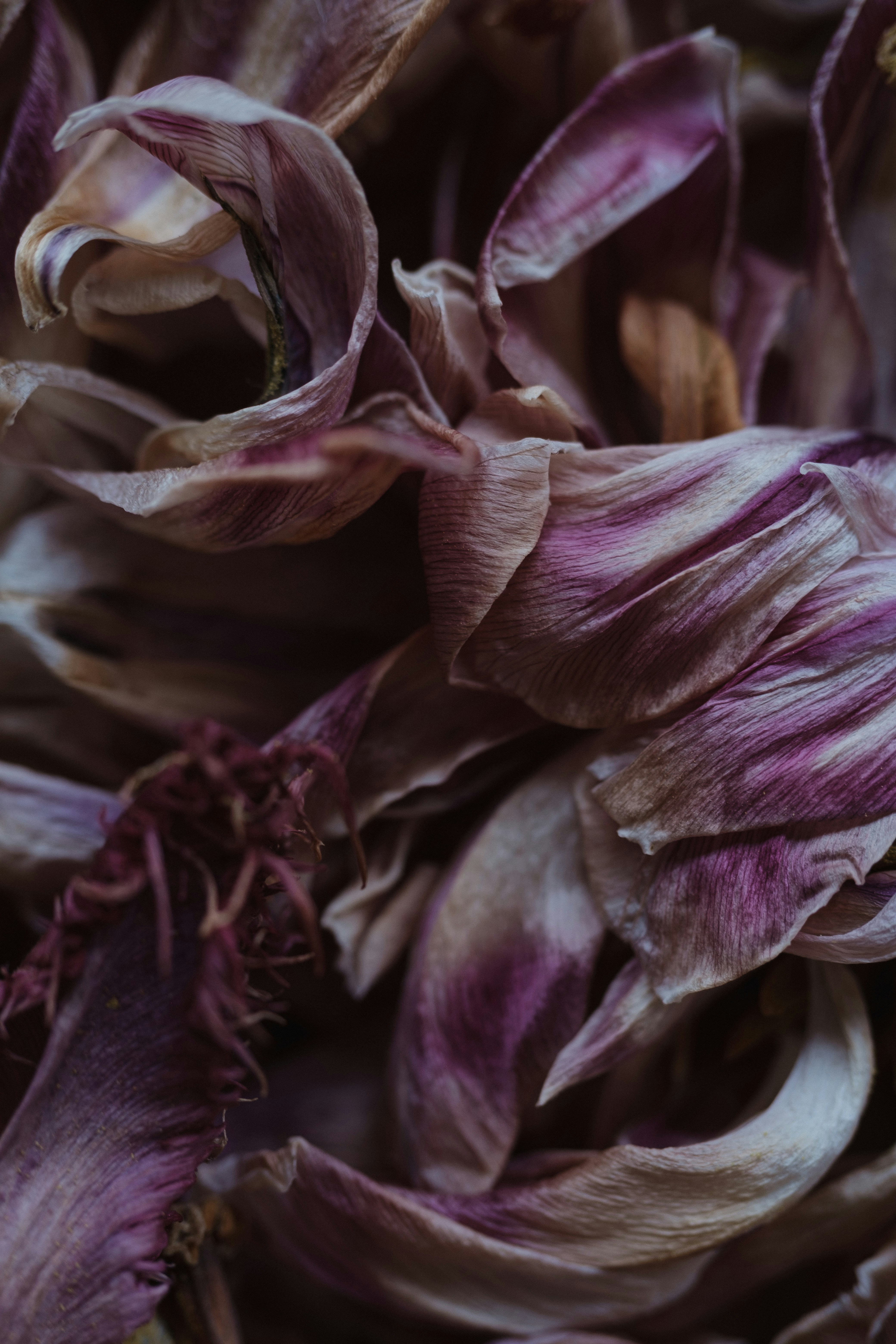 Photo by 360floralflaves