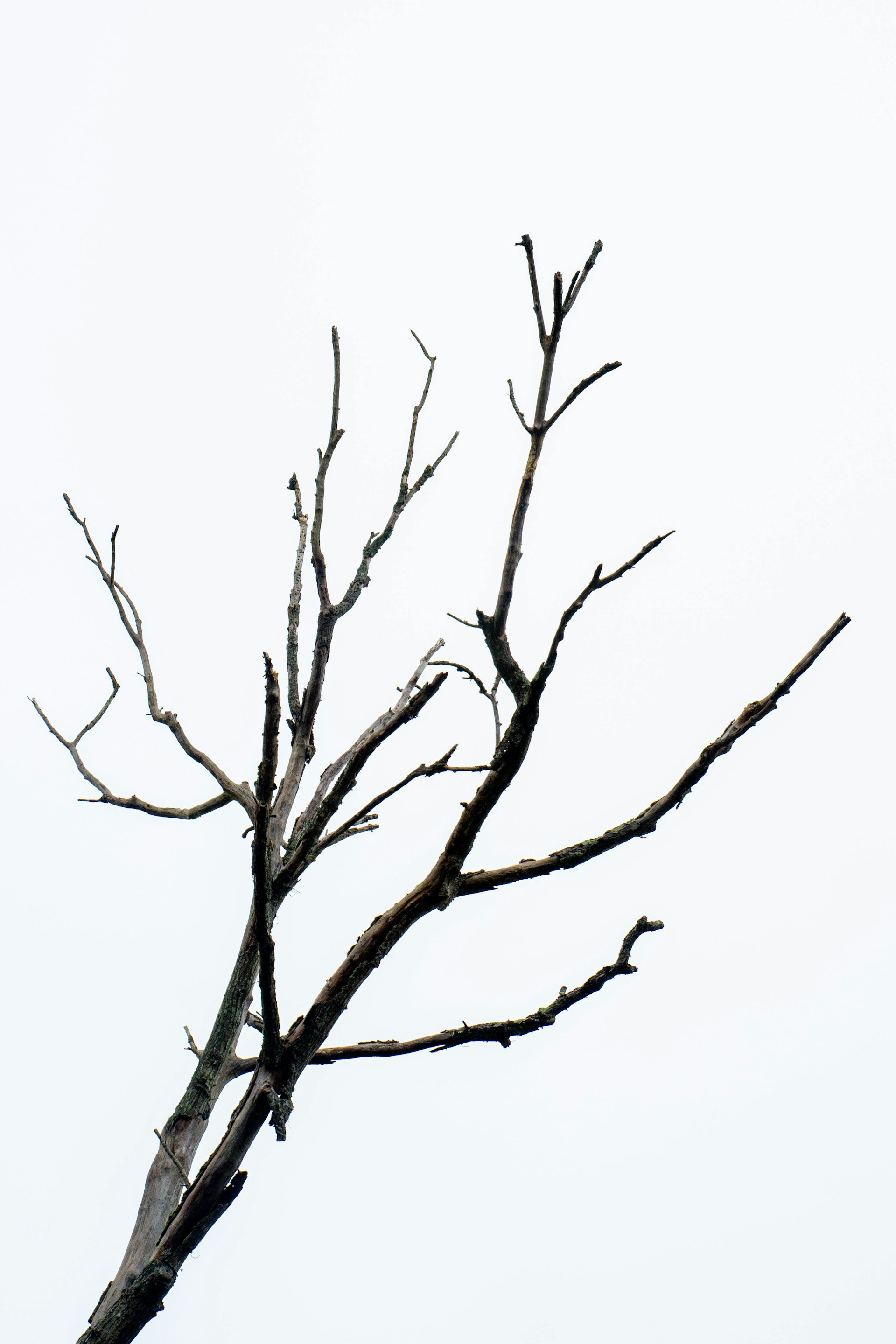 A bird perched on top of a dead tree