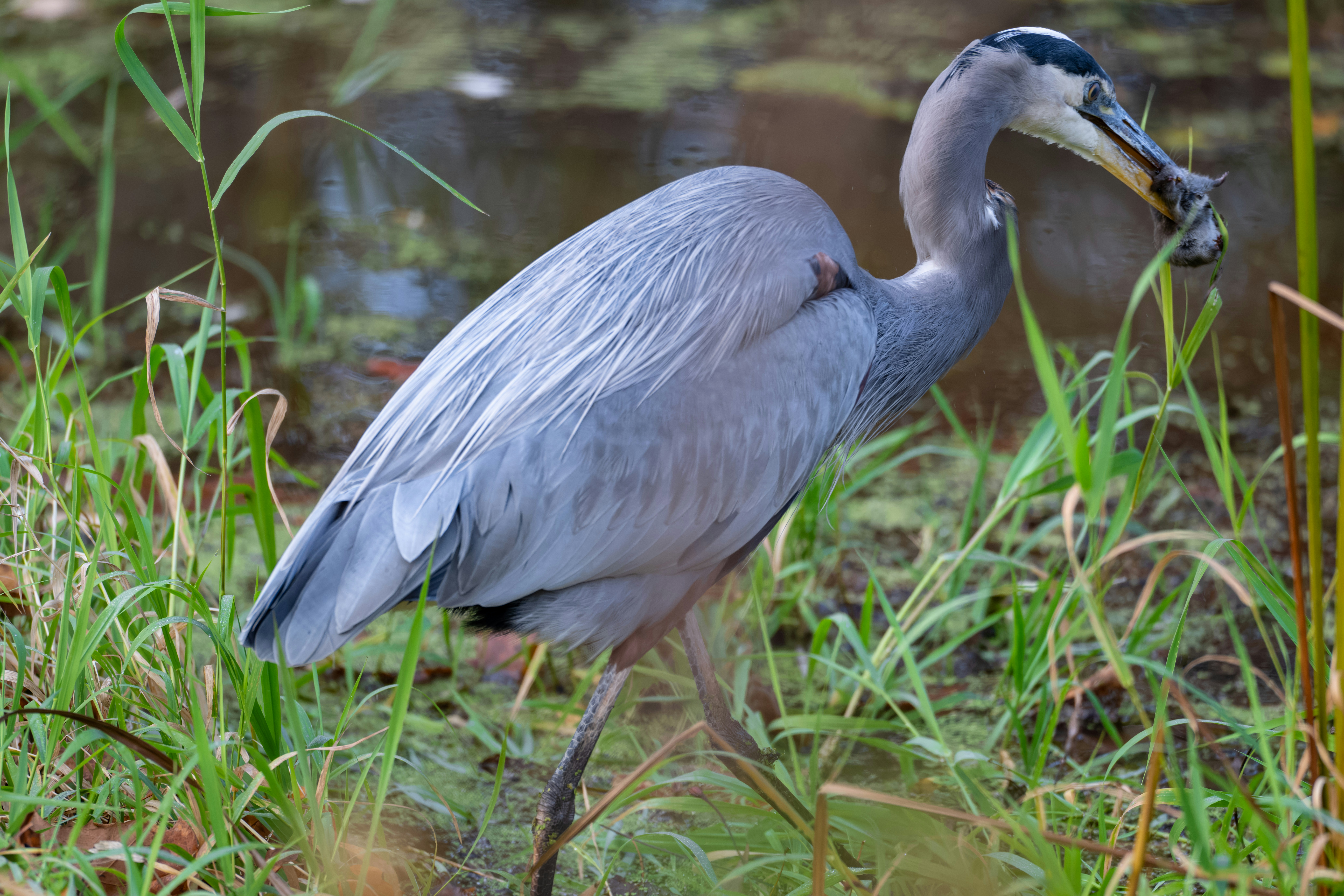 Photo by ryangrewell