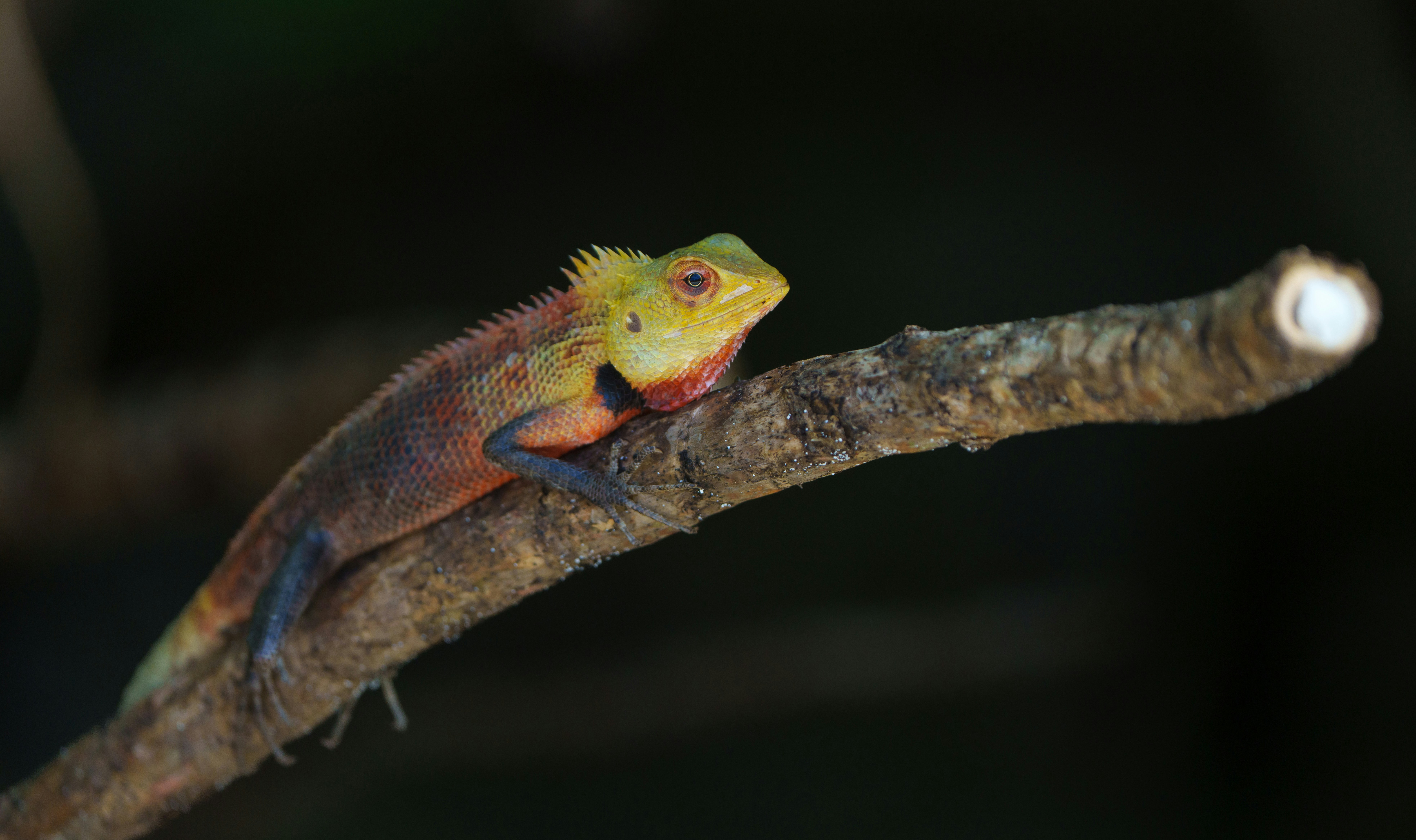 A small lizard is sitting on a branch