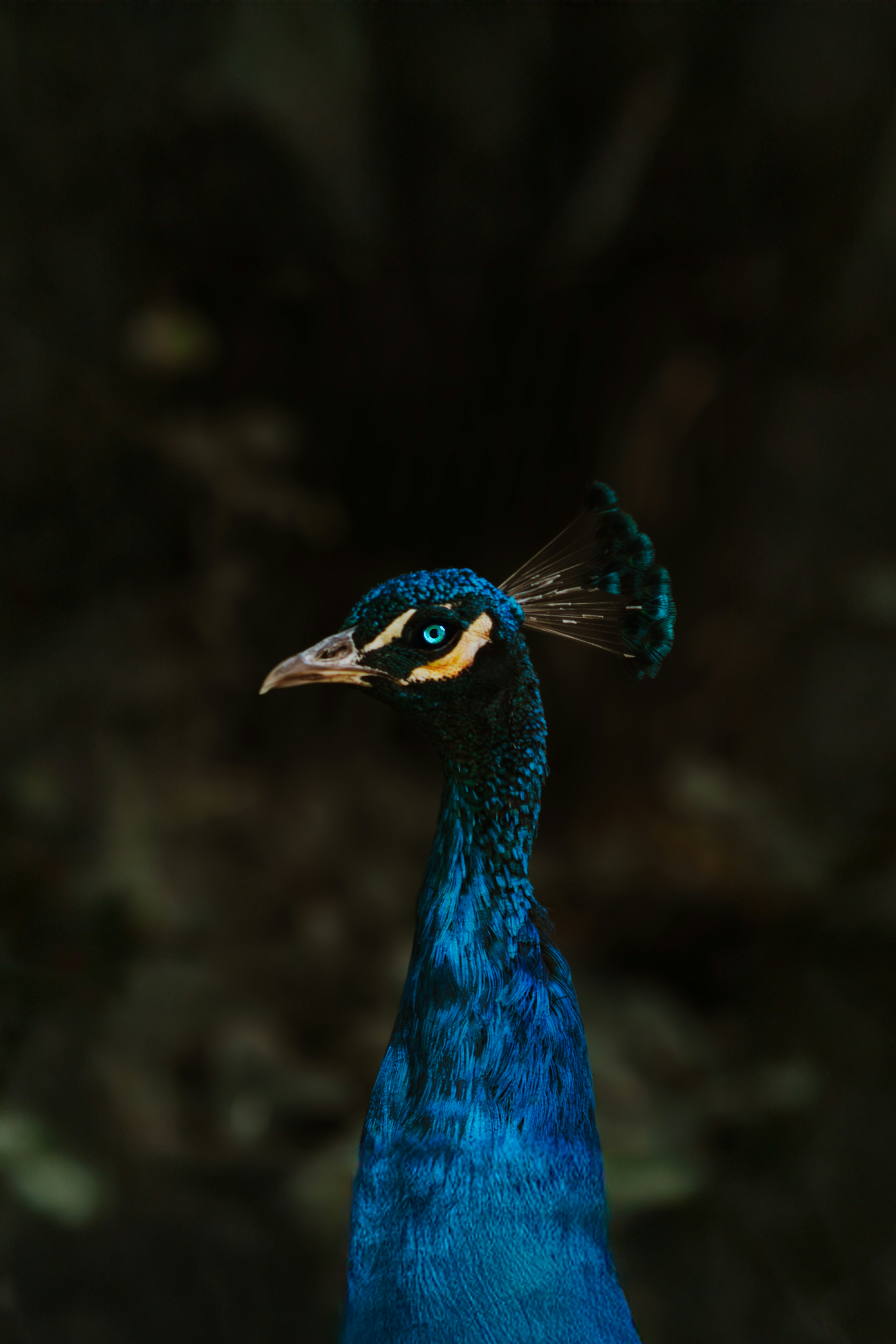 A blue bird with a yellow and black head