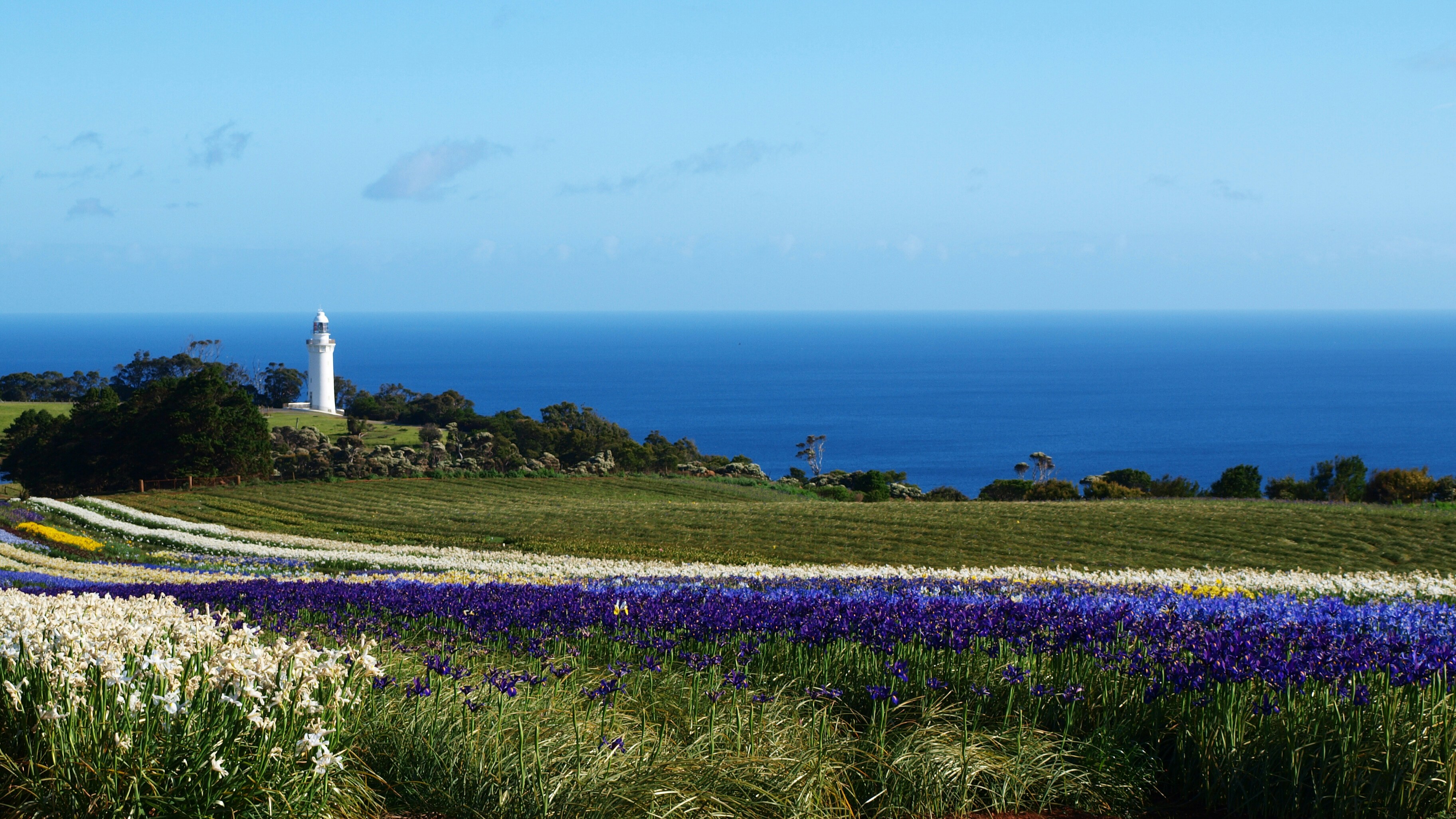 A field of flowers with a lighthouse in the background