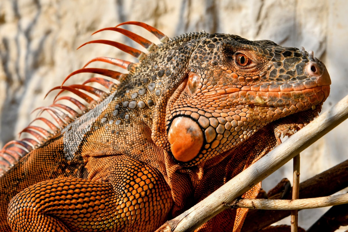 Korean Skincare for Pollution Protection: City Skin Defense